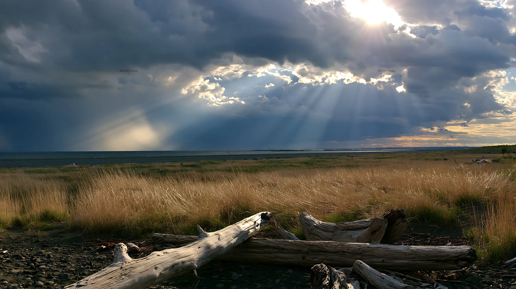 Chiba coastal meadow with driftwood under cloudy sky - AI-generated stock image