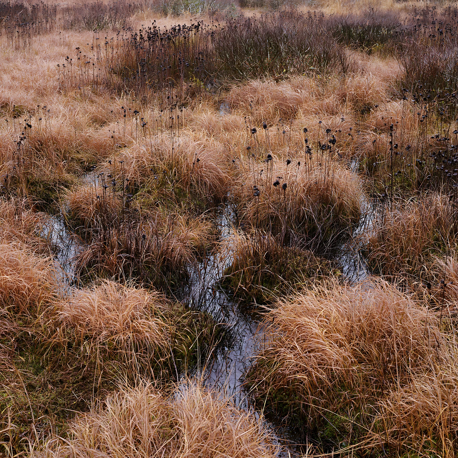 Shizuoka seasonal meadow after heavy rain with puddles and grass - AI-generated stock image
