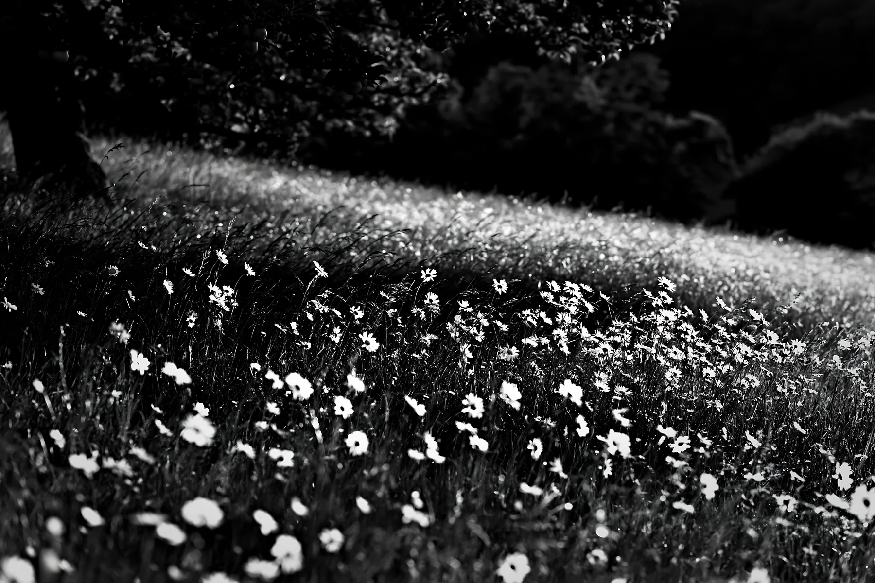 Daisy flowers in a meadow at sunset - AI-generated stock image