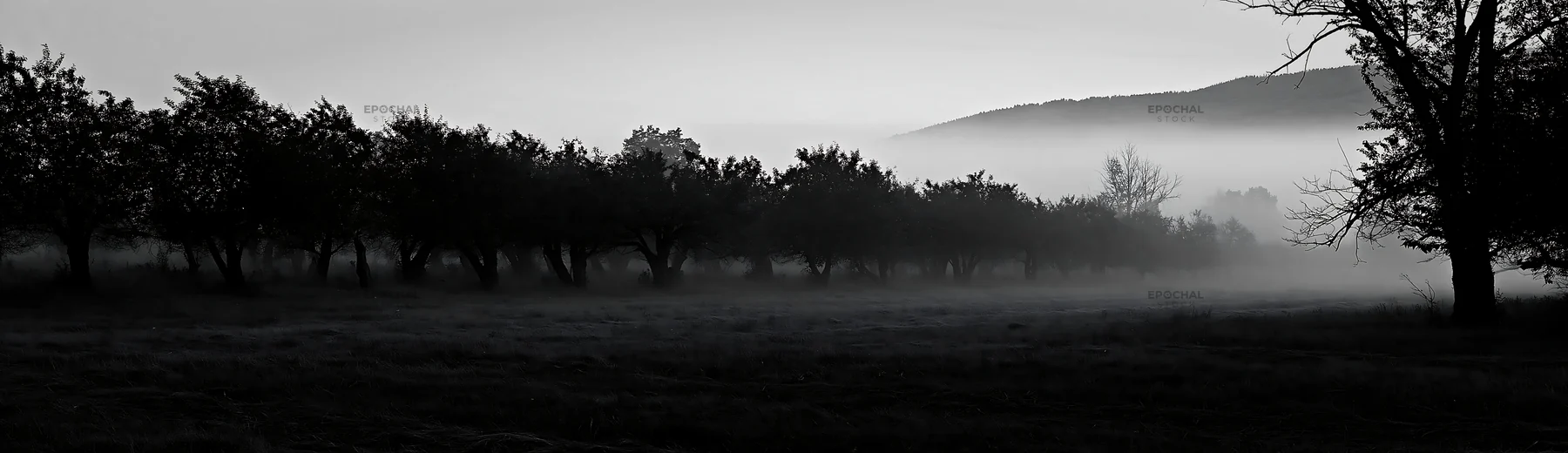 Foggy orchard meadow in early morning light - AI-generated stock image