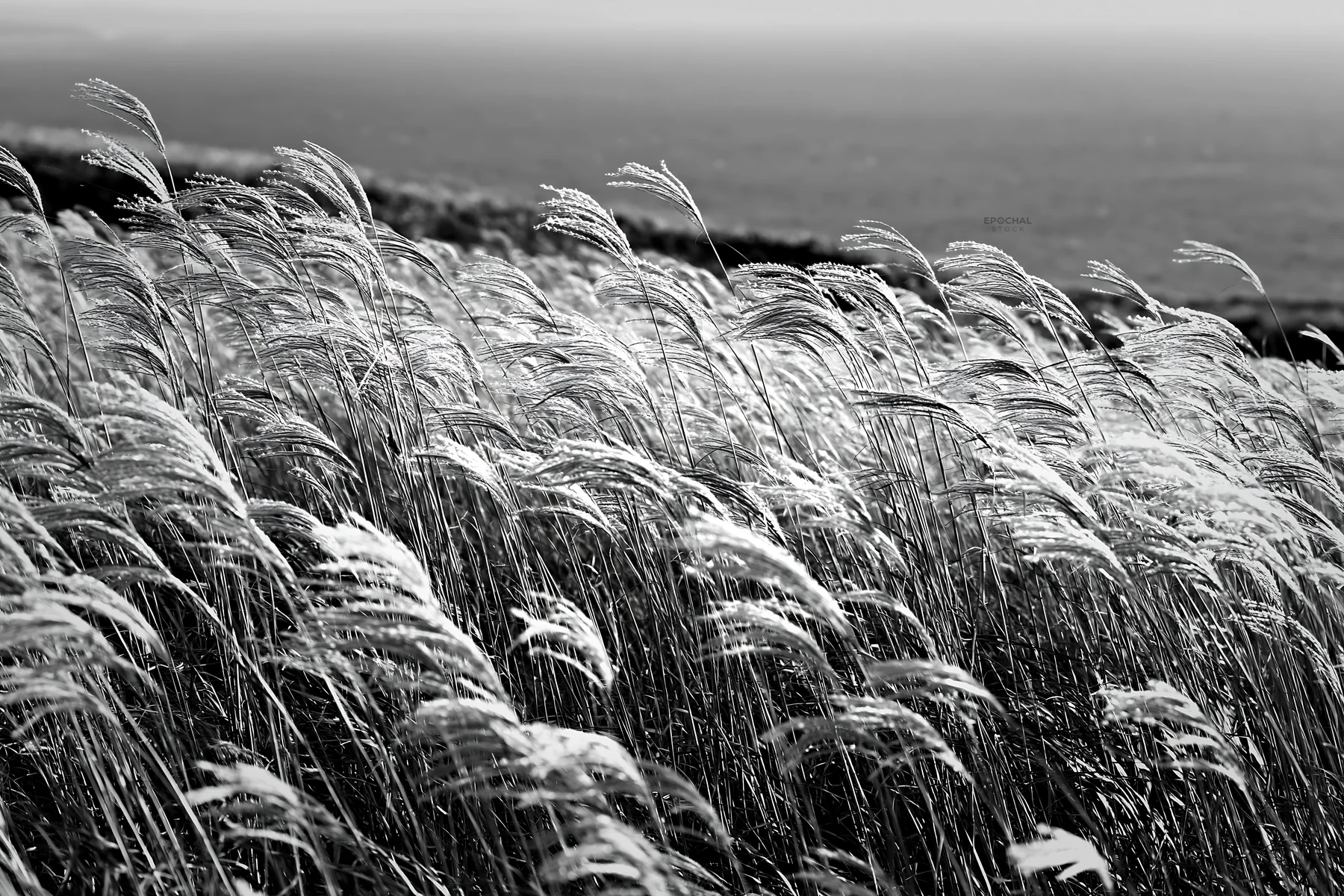 Black and white climate-resilient Hokkaido silver grass meadow seedheads sway gently - AI-generated stock image