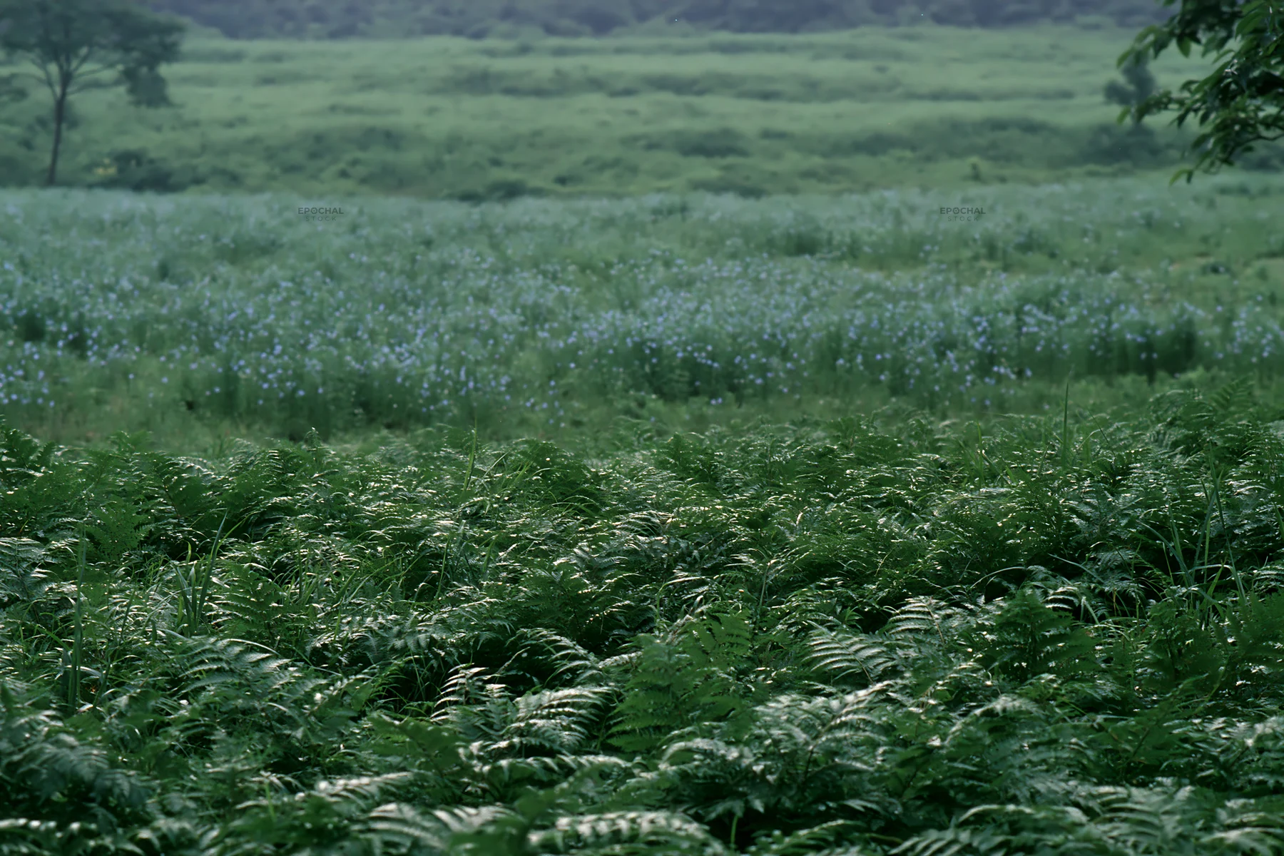 Nara summer meadow with fern foreground under cloudy skies - AI-generated stock image