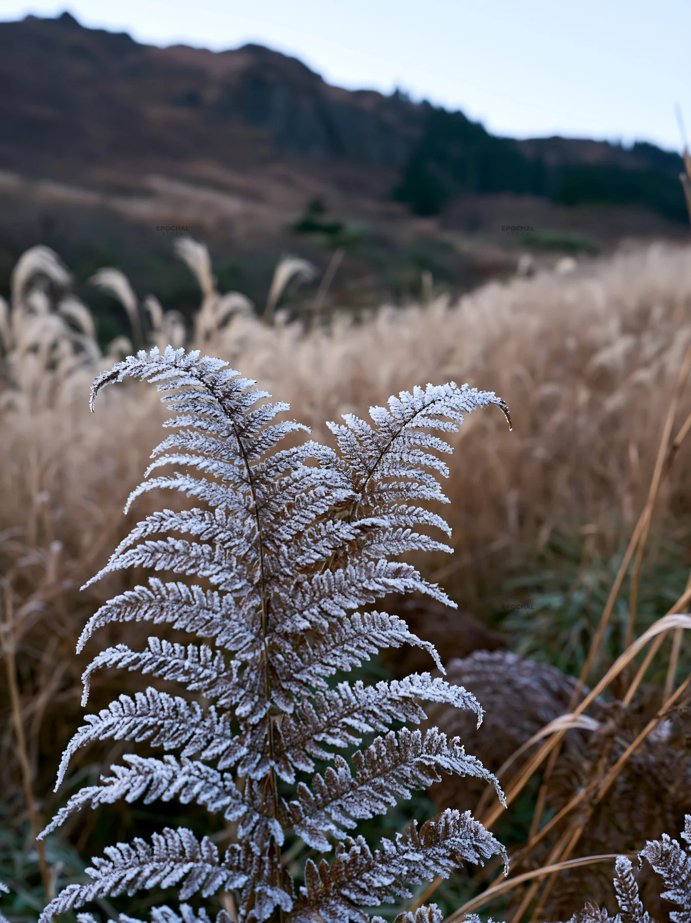 Tokushima mountain meadow fern frond foreground with grass - AI-generated stock image