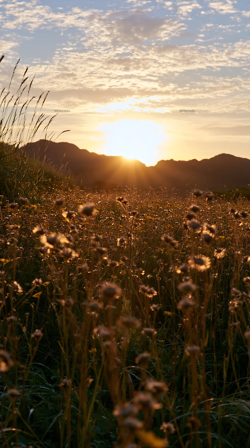 Golden meadow at sunset with seedheads in foreground - AI-generated stock image