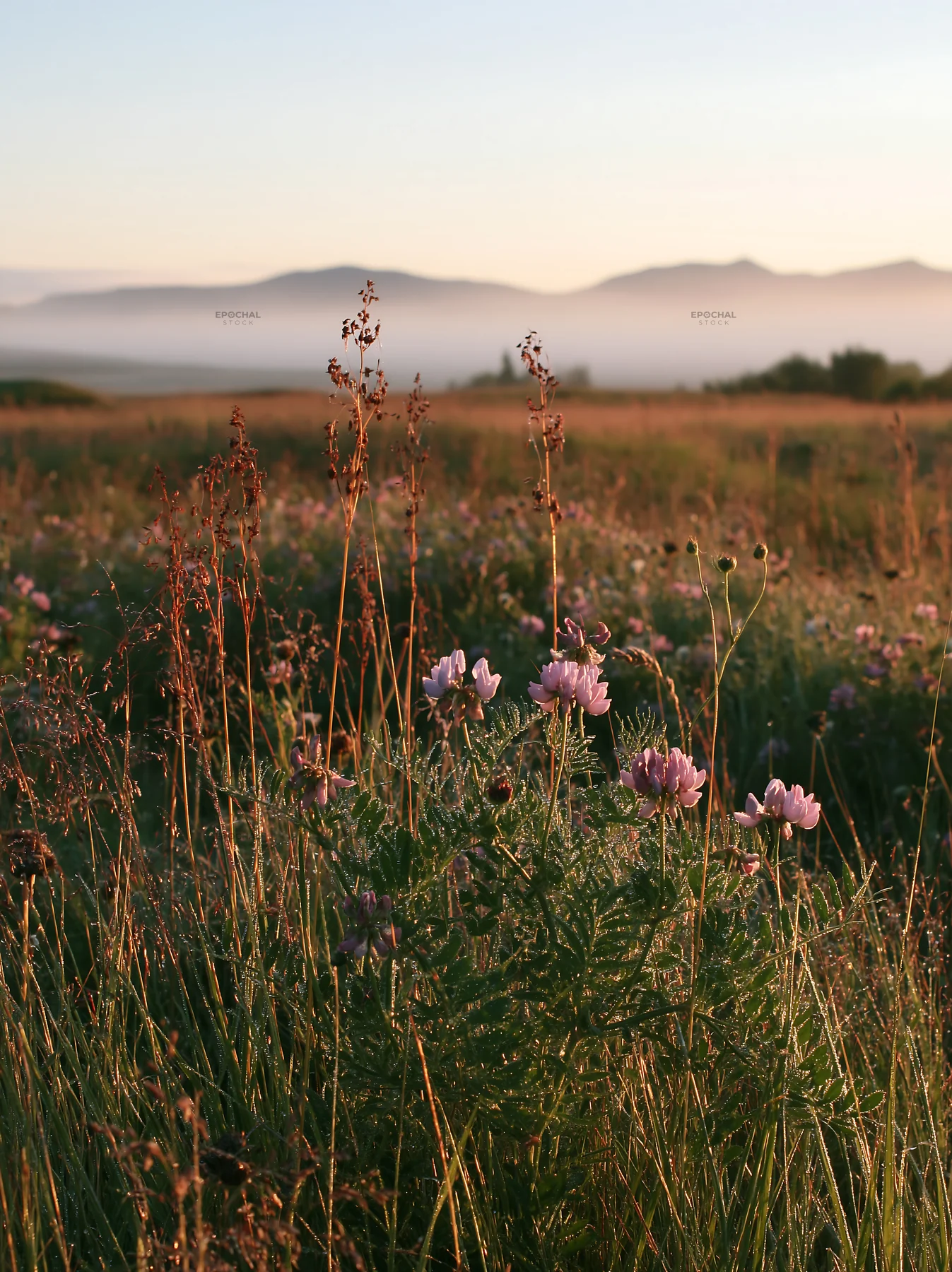Saga floodplain meadow with reed foreground and wildflowers - AI-generated stock image