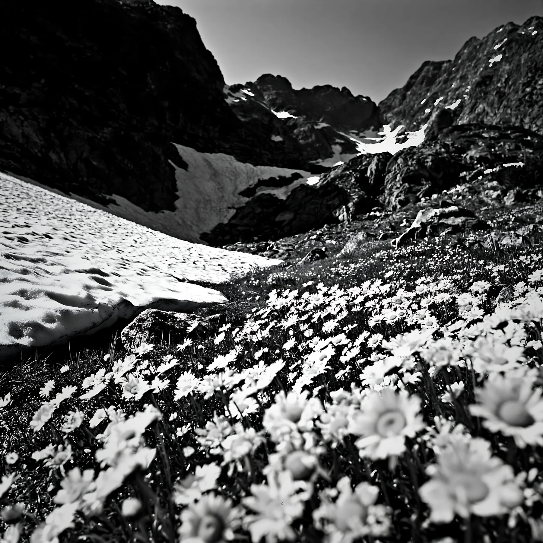 Colorful daisy meadow with mountains in the background - AI-generated stock image