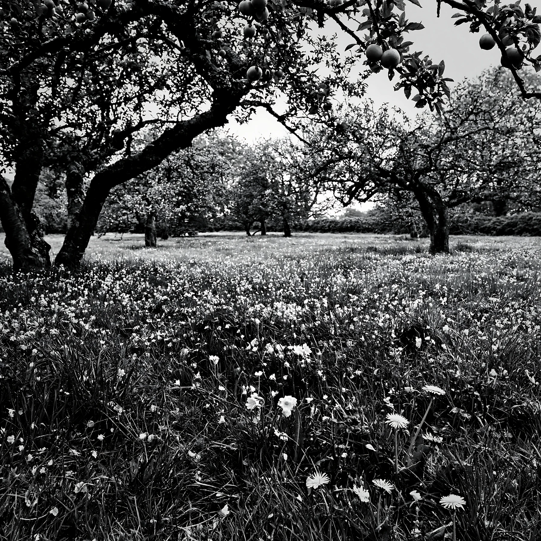 Spring orchard meadow with blooming flowers and apple trees - AI-generated stock image