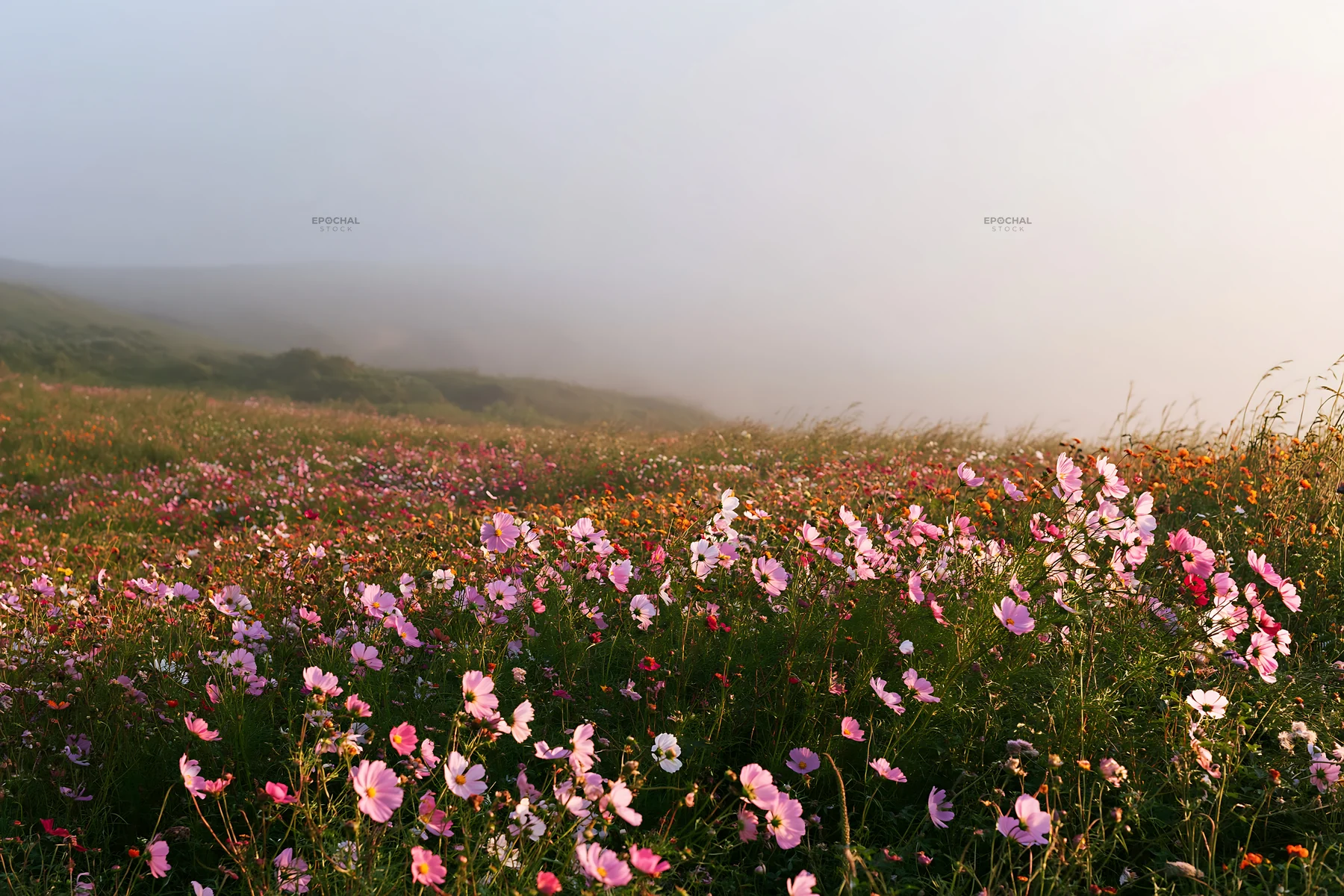 Colorful cosmos meadow in a misty landscape - AI-generated stock image