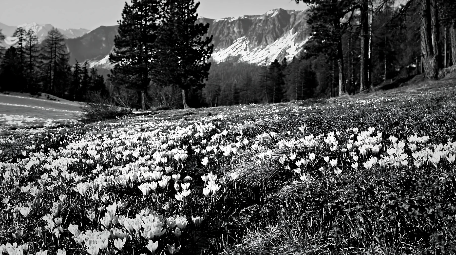 Pine forest meadow with blooming flowers and mountains in background - AI-generated stock image