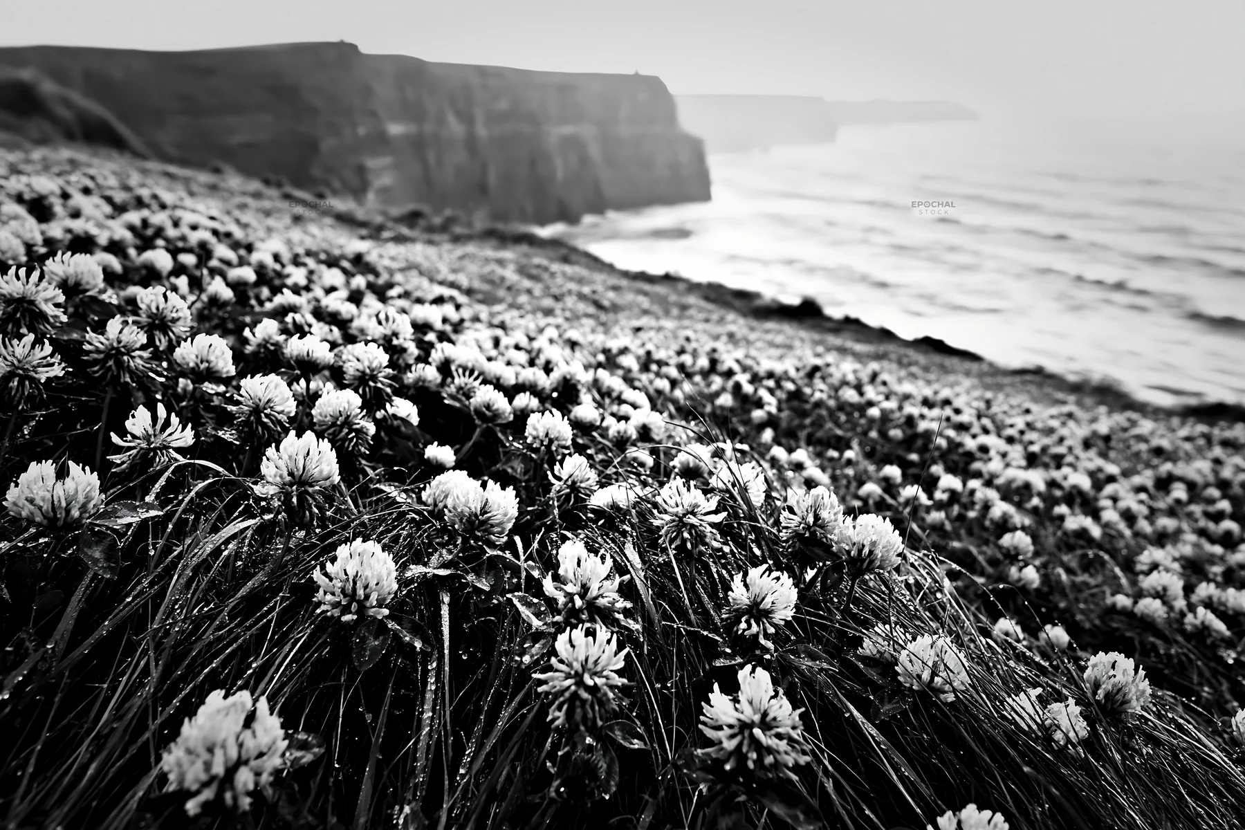 Clover meadow with dew along coastal cliffs - AI-generated stock image