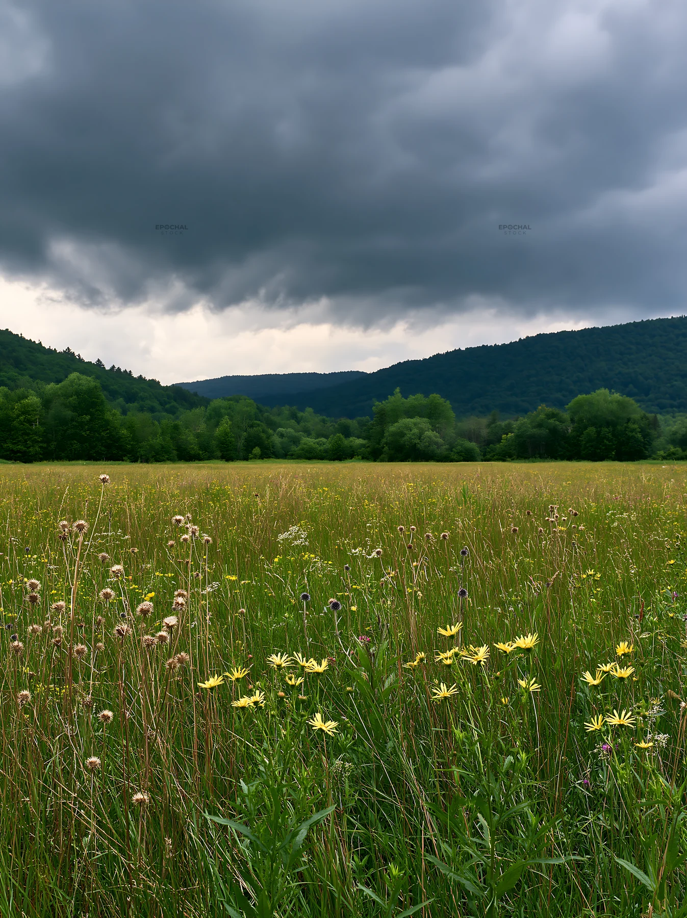 Tall grass meadow with cloudy sky and distant hills - AI-generated stock image