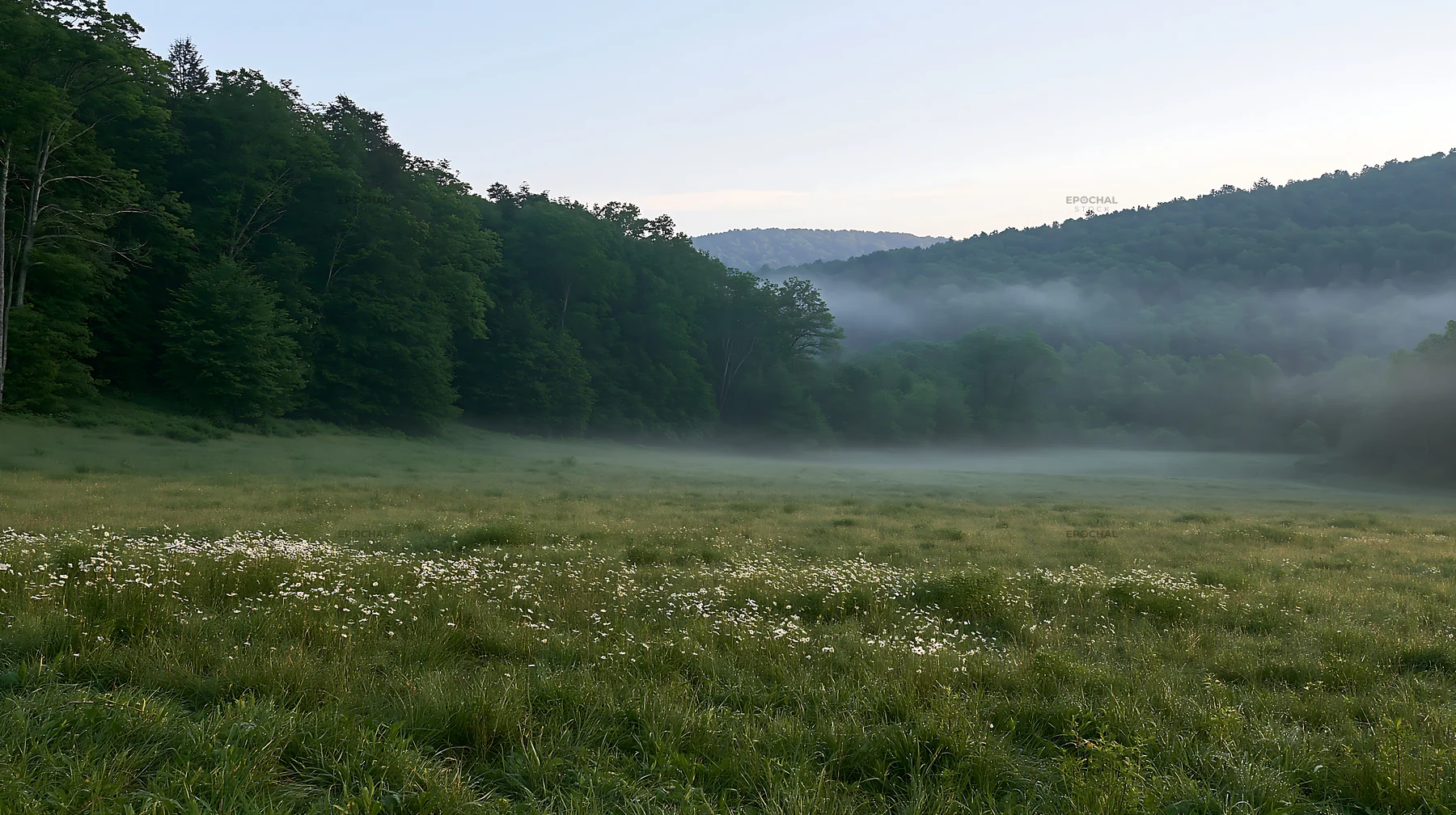 Forest edge meadow with morning mist and trees - AI-generated stock image