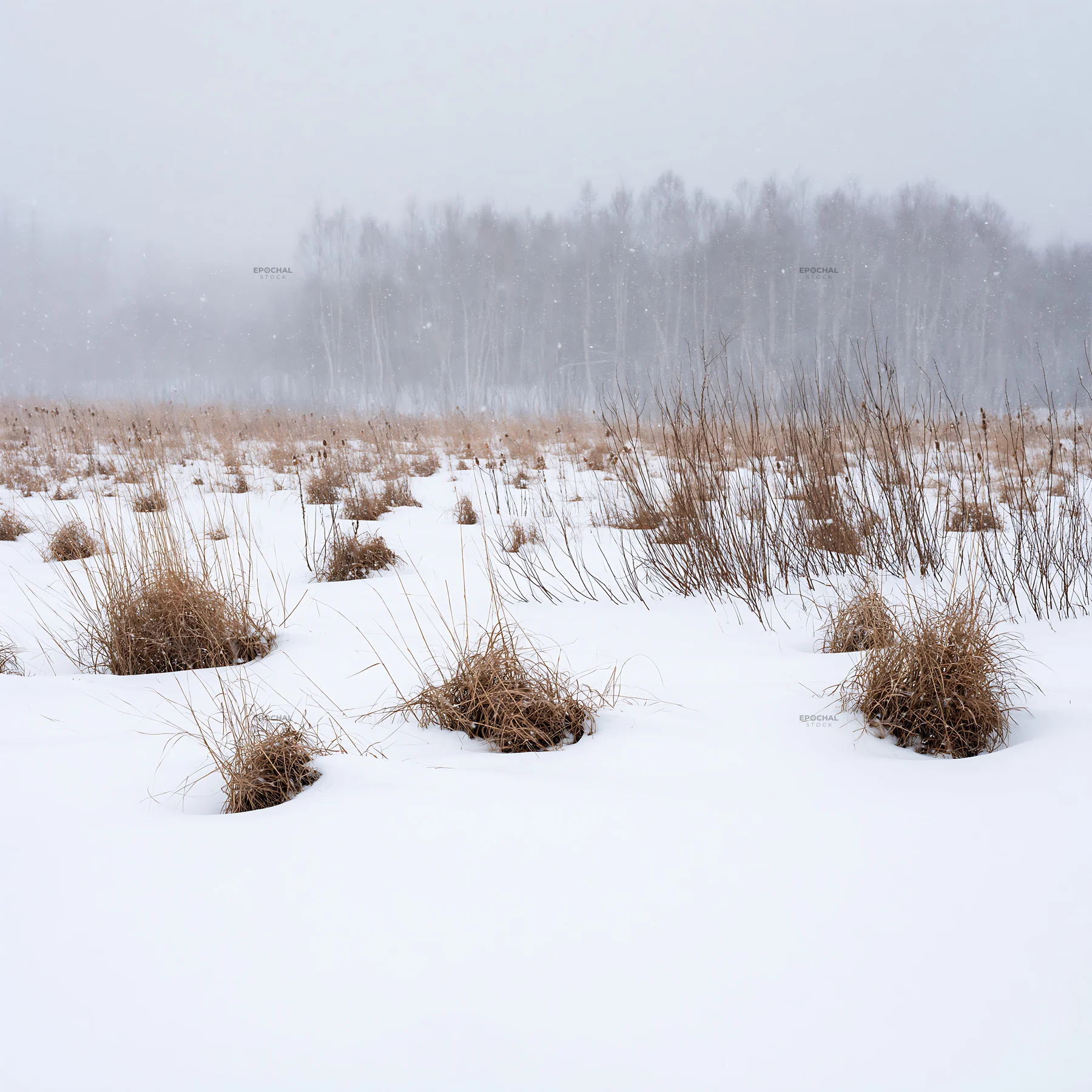 Snowbound meadow with brown grass clumps in winter setting - AI-generated stock image