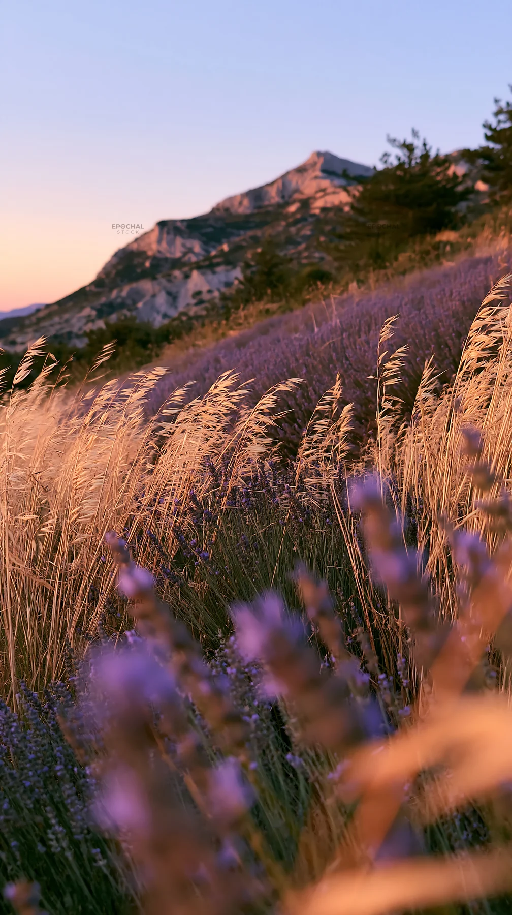 Drought-tolerant meadow with golden grasses and purple flowers - AI-generated stock image