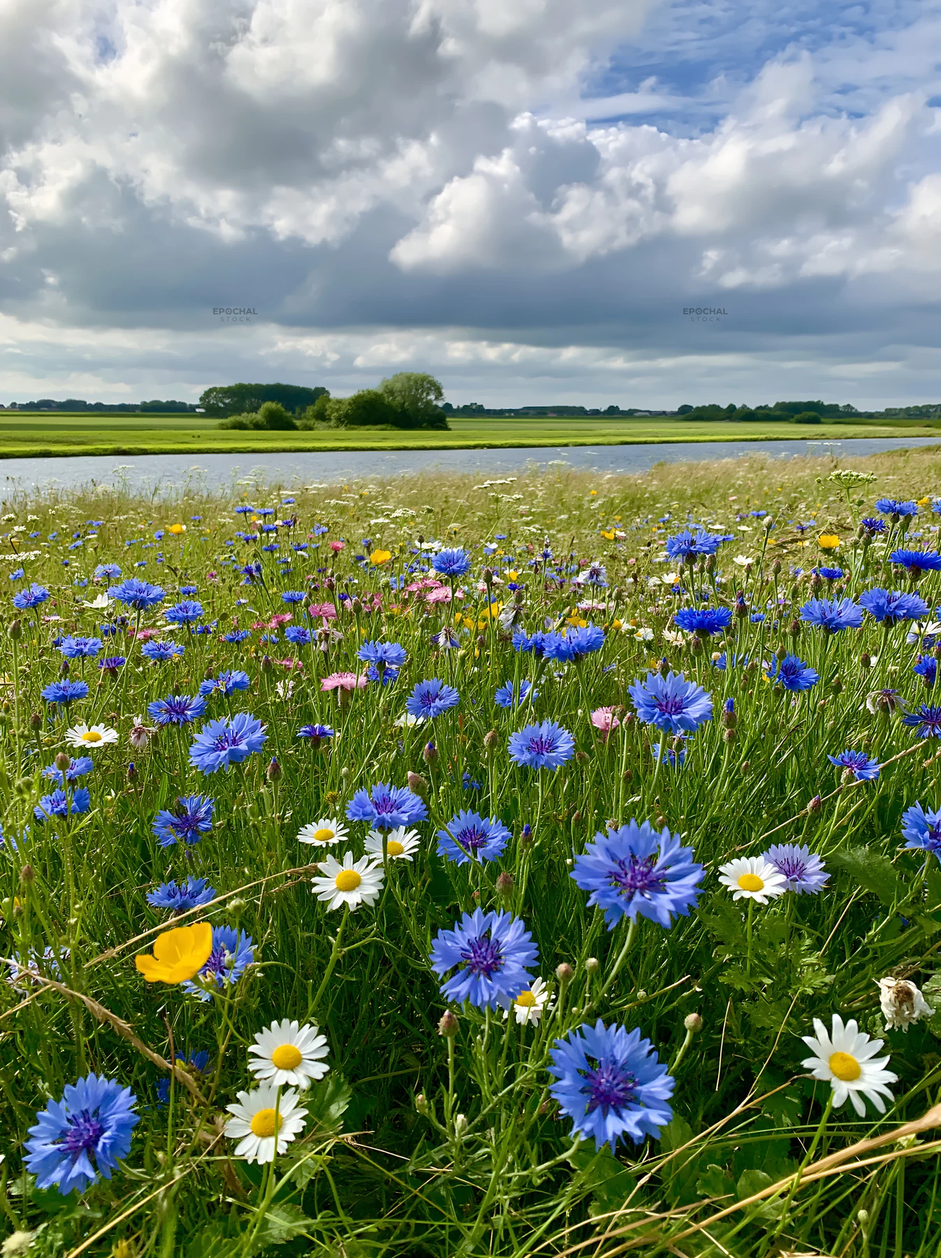 Cornflower meadow with wildflowers near a river - AI-generated stock image