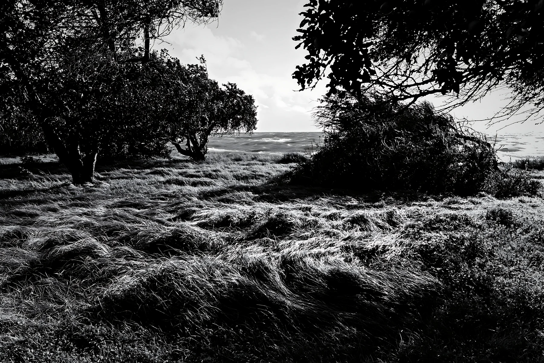 Seaside orchard meadow with grass and trees near the coast - AI-generated stock image