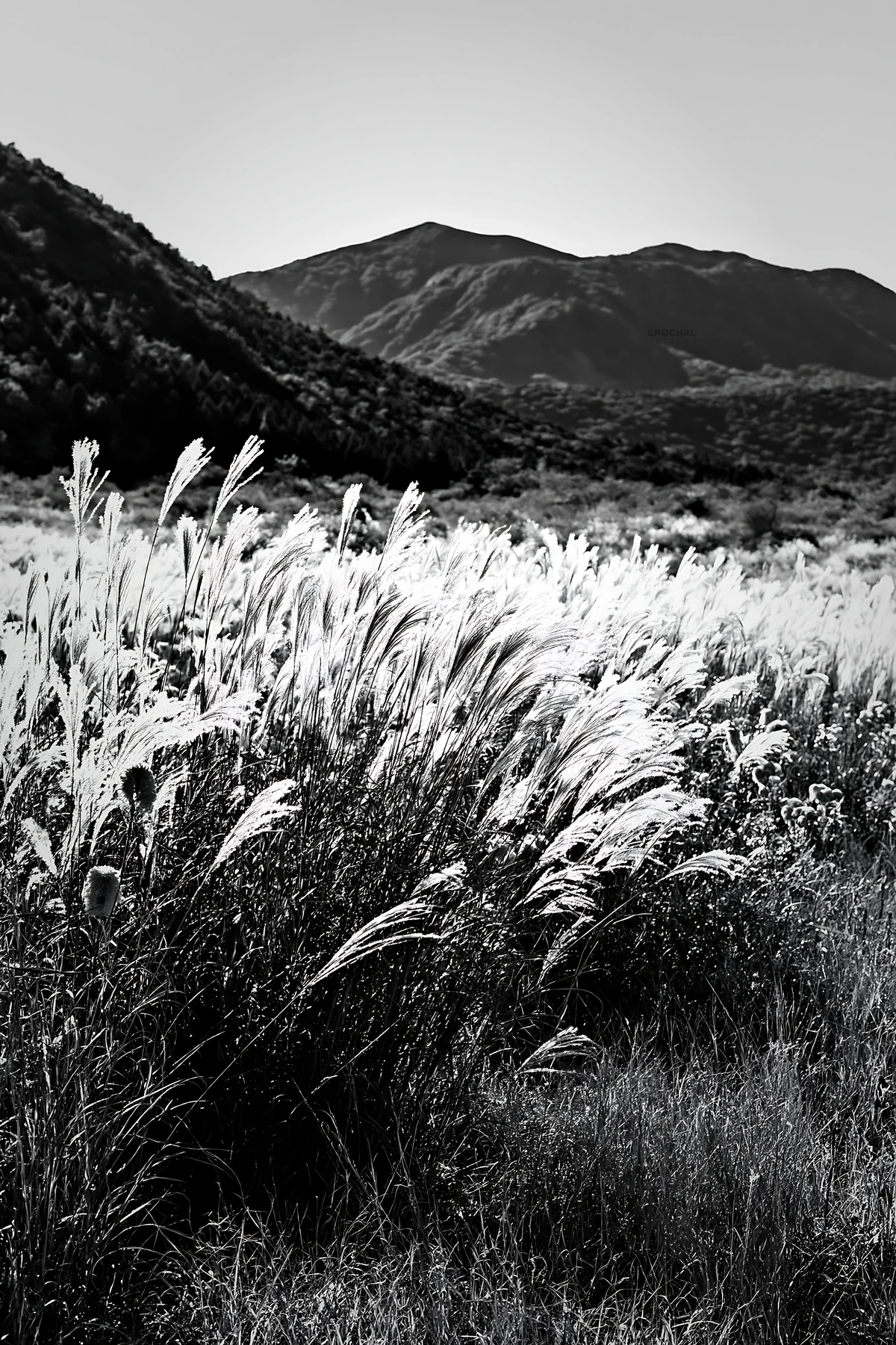Meadow with tall grasses in black and white landscape - AI-generated stock image