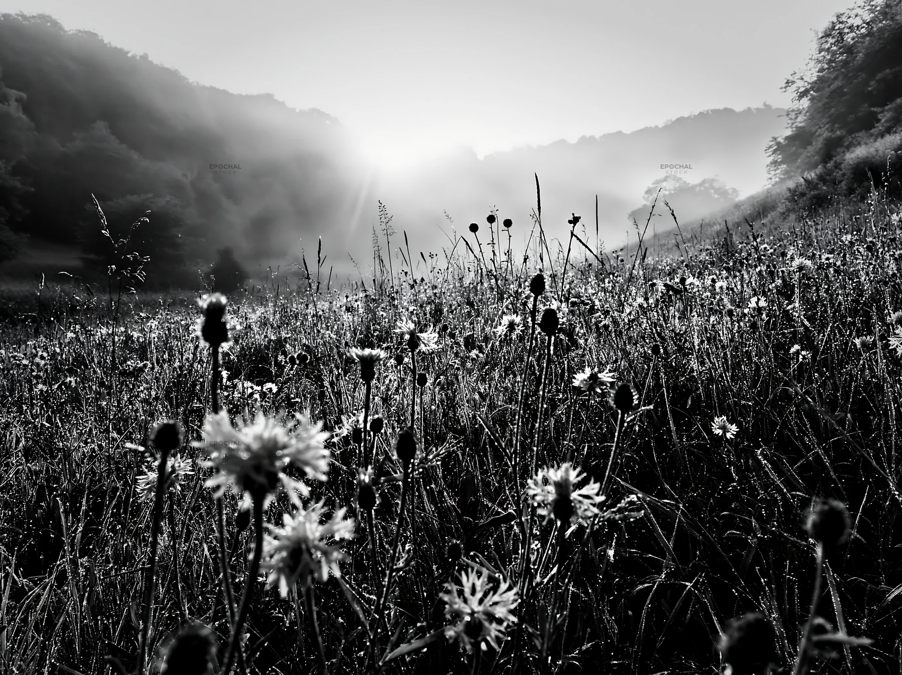 Black and white meadow with knapweed under early morning sunlight - AI-generated stock image