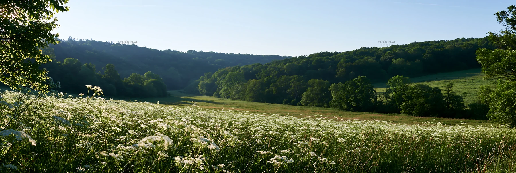 Cow parsley meadow with trees and hills in the background - AI-generated stock image