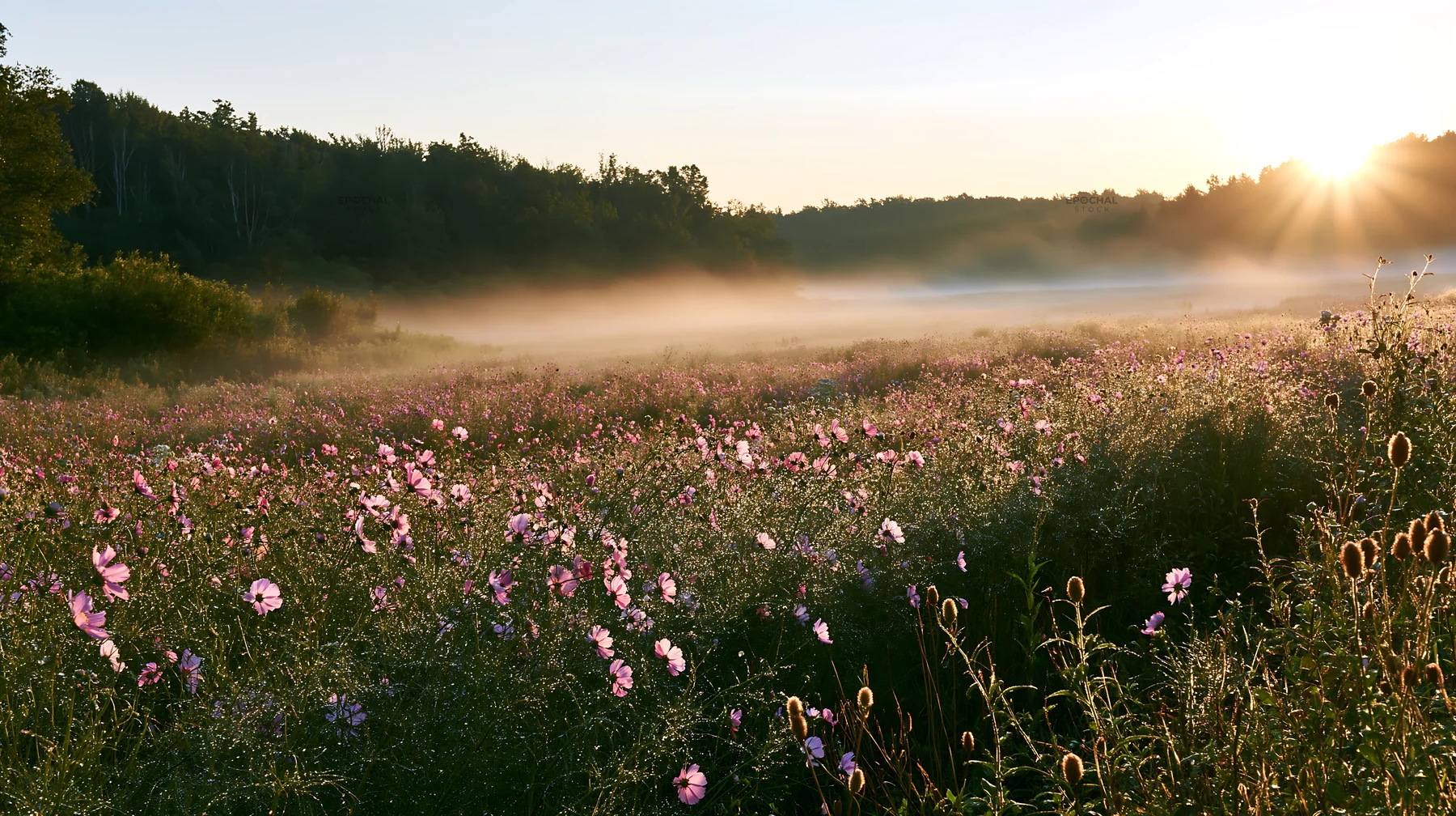 Colorful cosmos meadow at sunrise with mist above the ground - AI-generated stock image