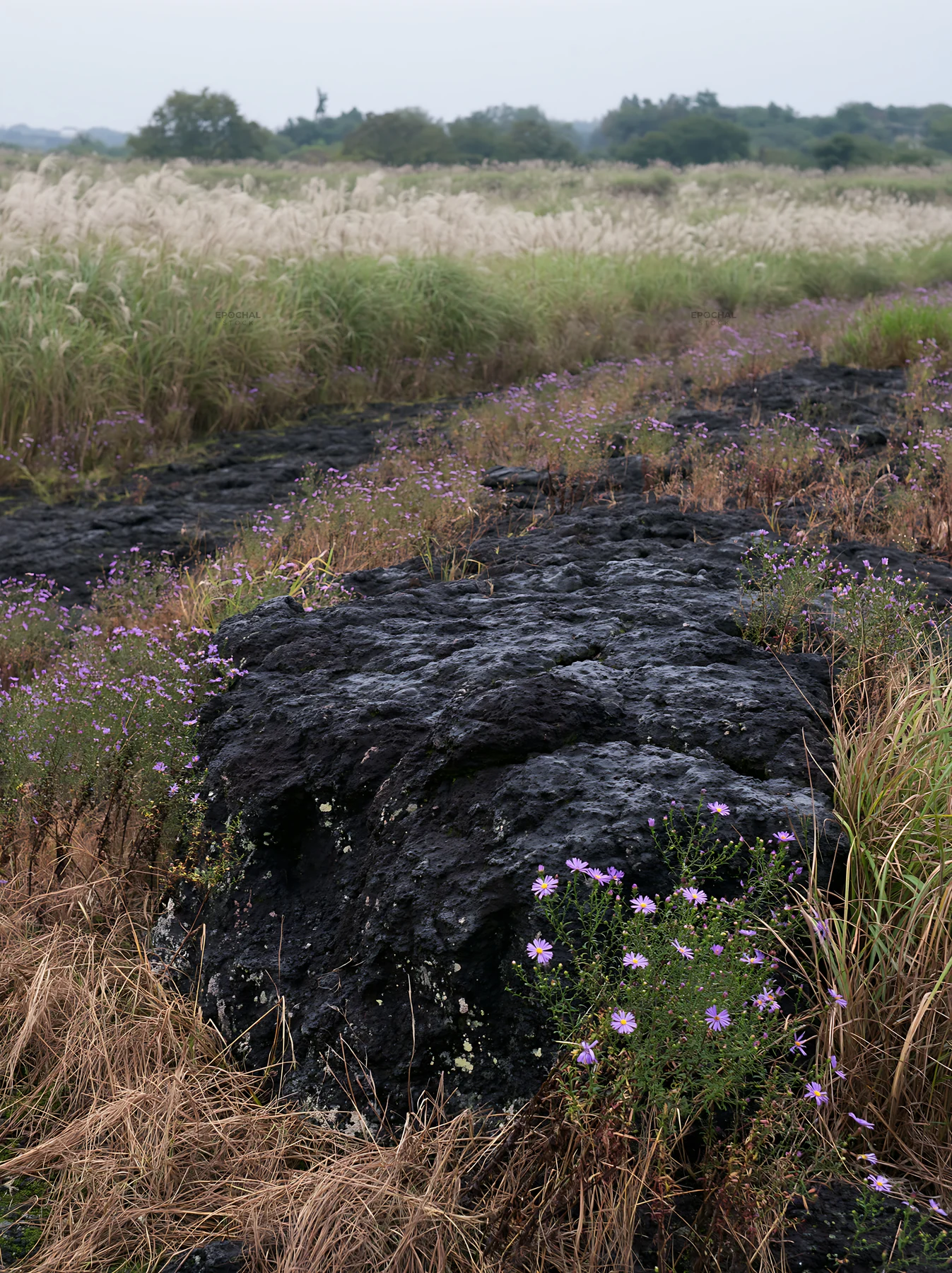 Kumamoto volcanic meadow dark rock foreground and wildflowers - AI-generated stock image