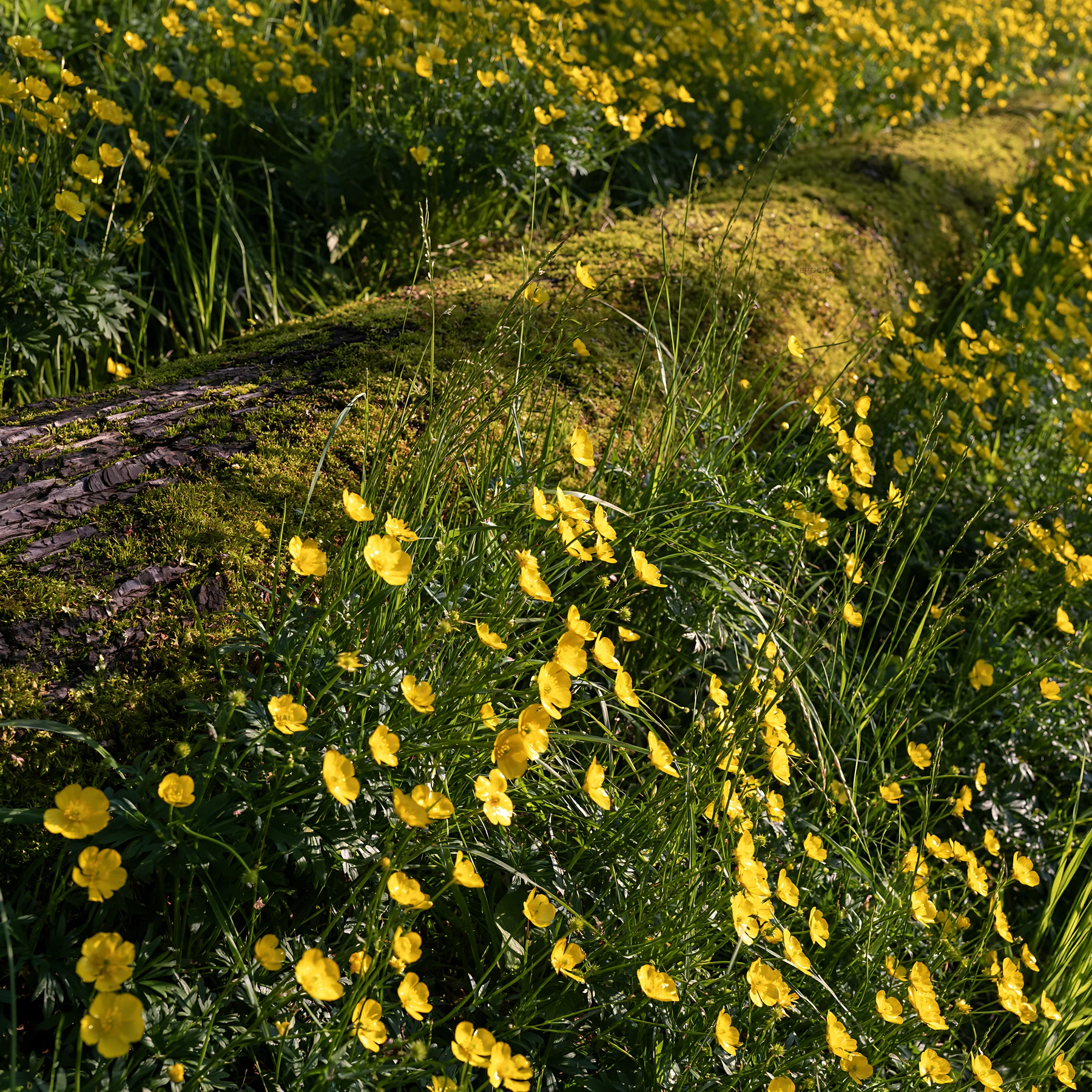 Gifu low carbon meadow with mossy log and yellow flowers - AI-generated stock image