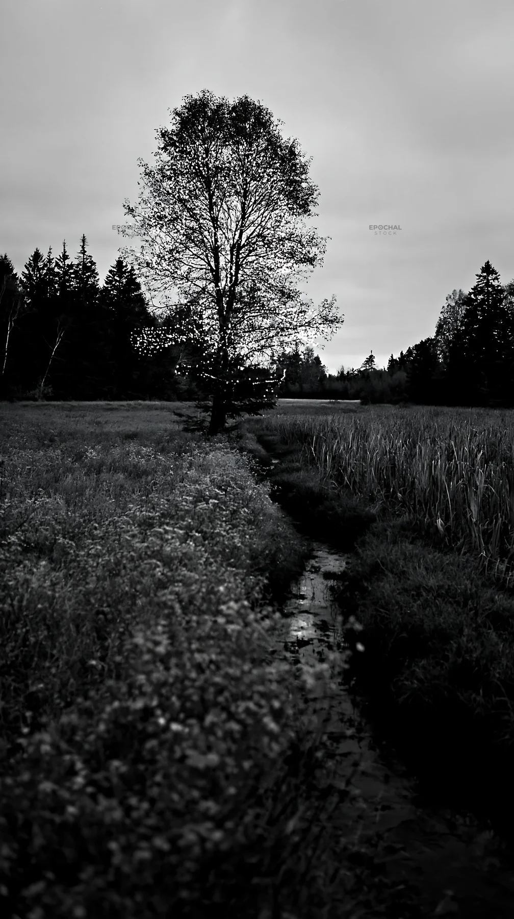 Christmas lights beside stream in meadow at dusk - AI-generated stock image