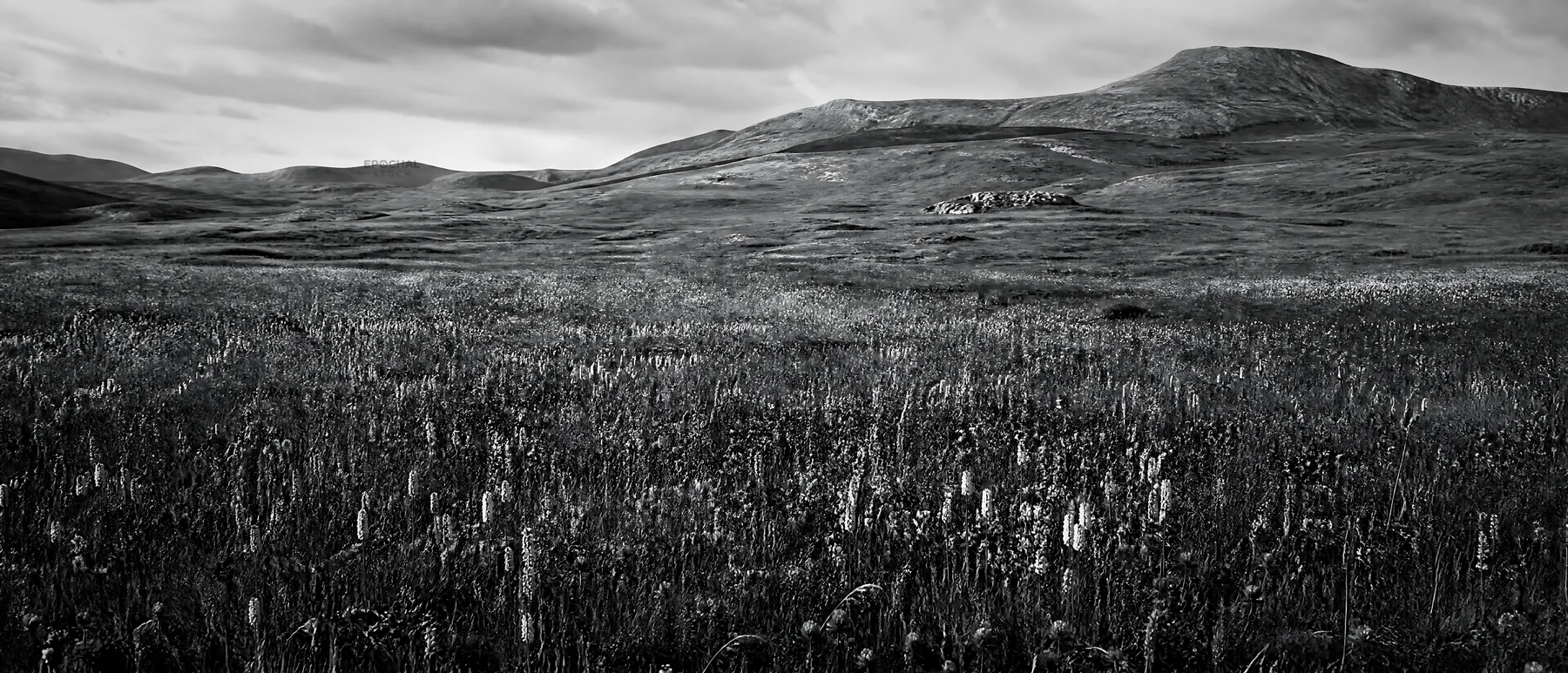 Black and white rewilded meadow with hills and cloudy sky - AI-generated stock image