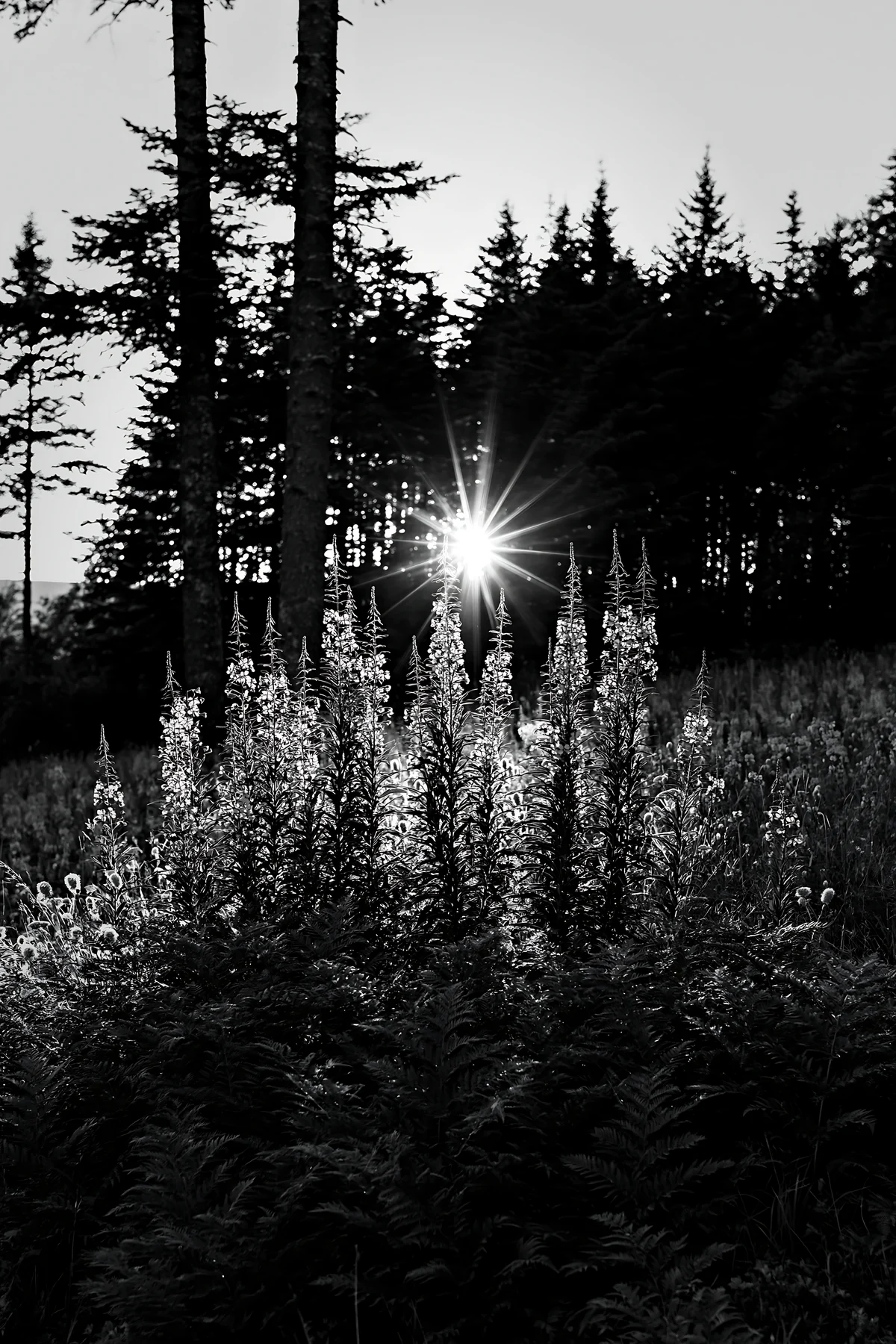 Fireweed meadow at sunset behind trees - AI-generated stock image