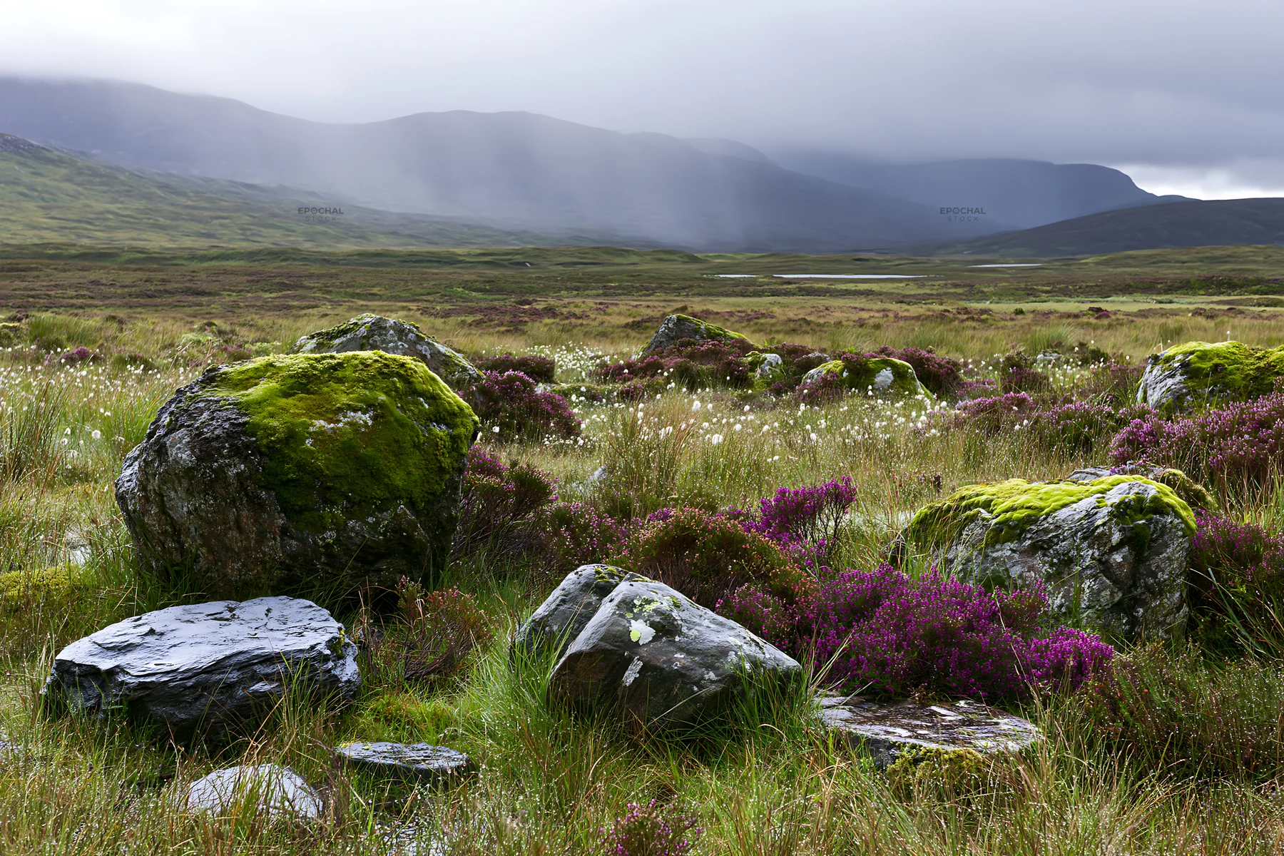 Mossy boulders are scattered across a meadow filled with wildflowers - AI-generated stock image