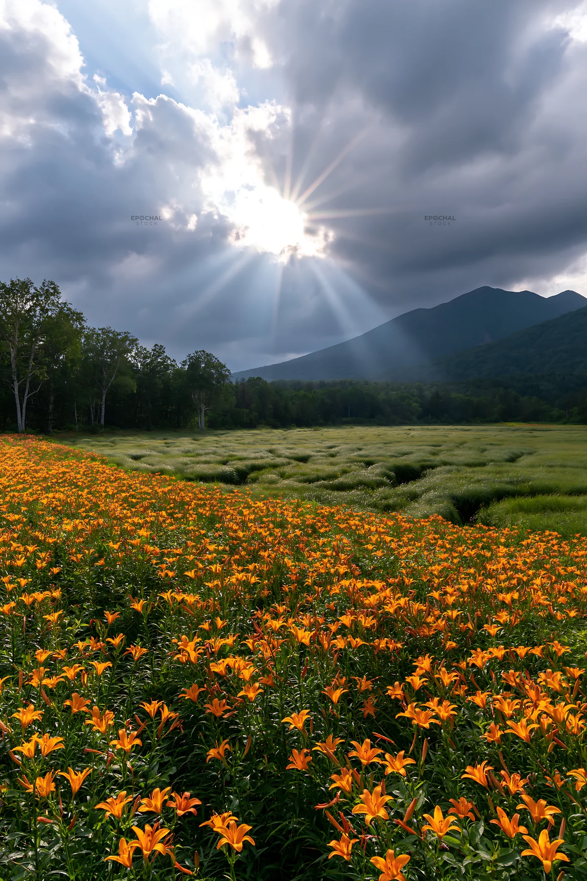 Sunlight shining through clouds over a meadow of flowers - AI-generated stock image
