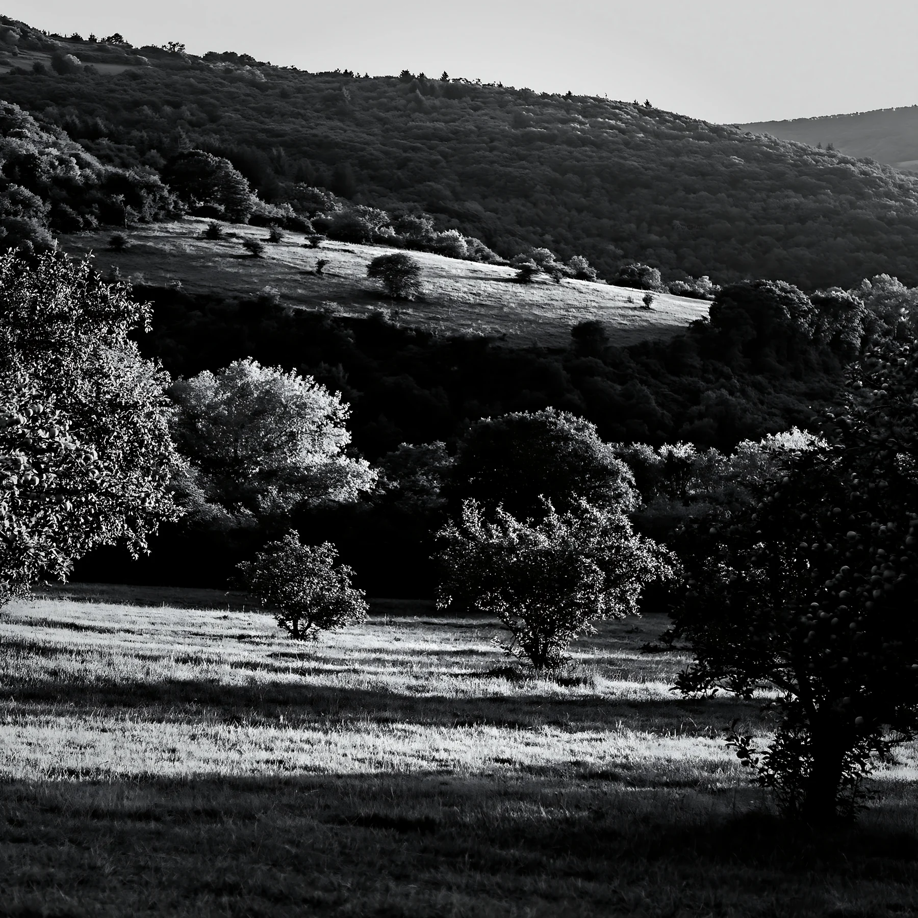 Black and white sunset apple meadow with trees and hills in background - AI-generated stock image
