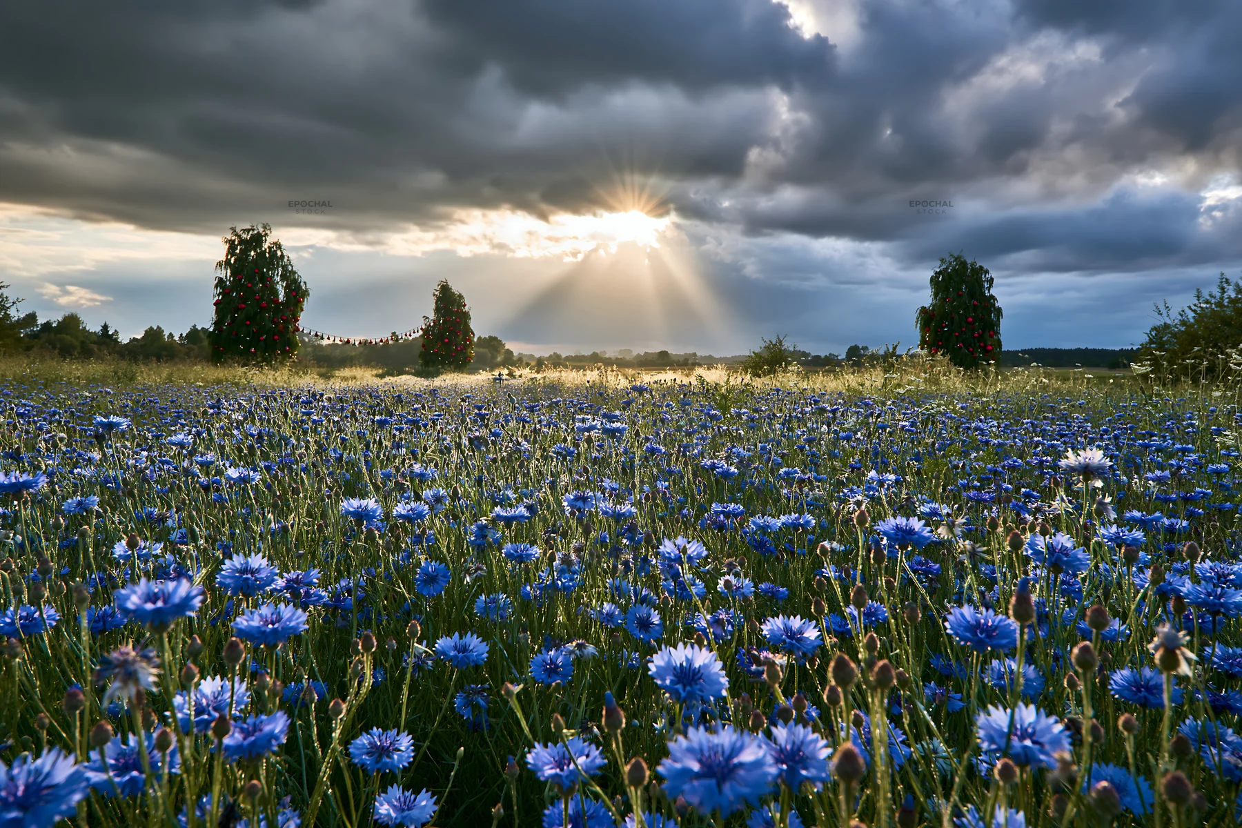 Christmas decorations in meadow under dramatic clouds and sunbeams - AI-generated stock image