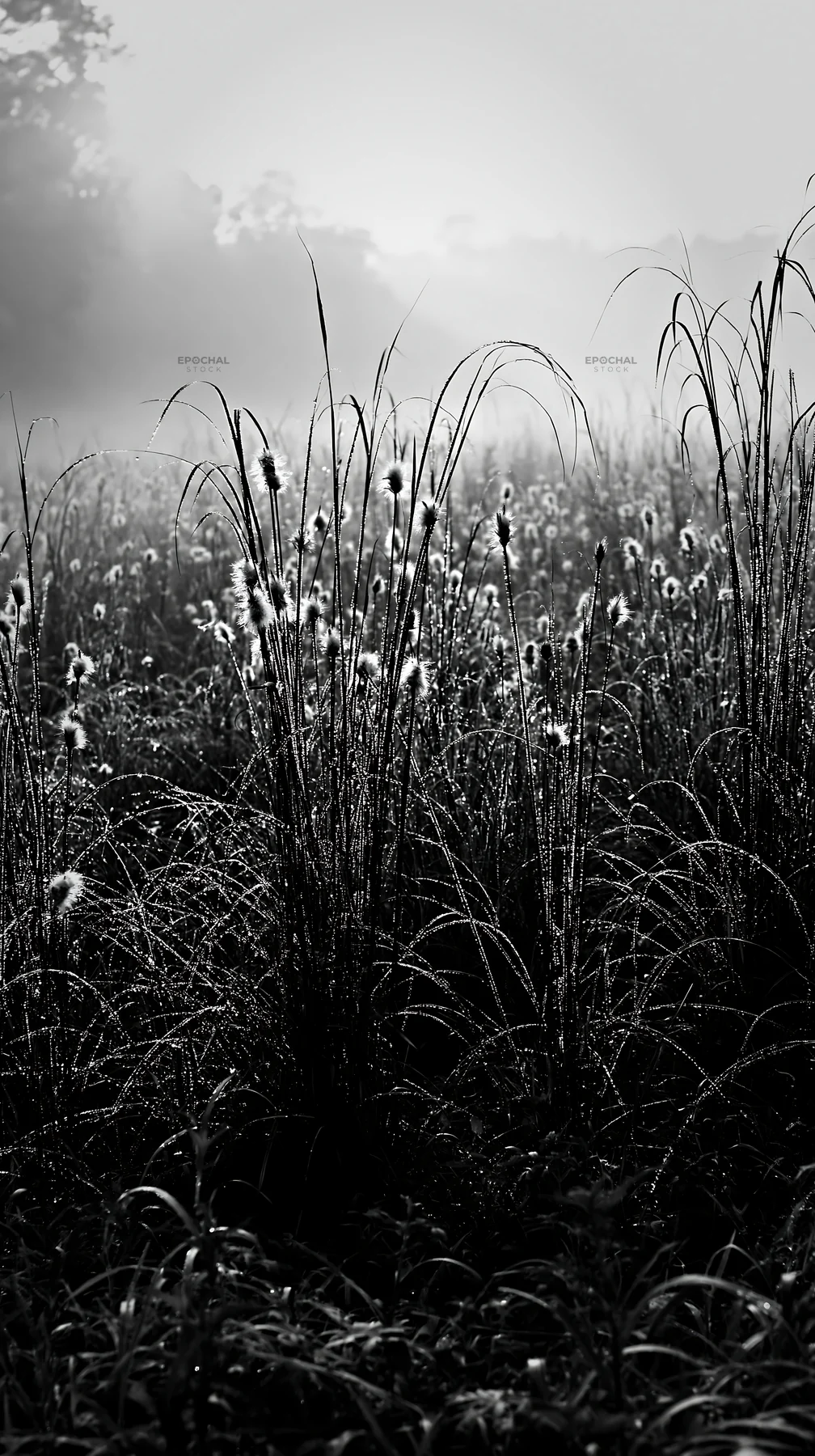 Black and white miyazaki sunrise meadow dew covered sedges in soft morning light - AI-generated stock image