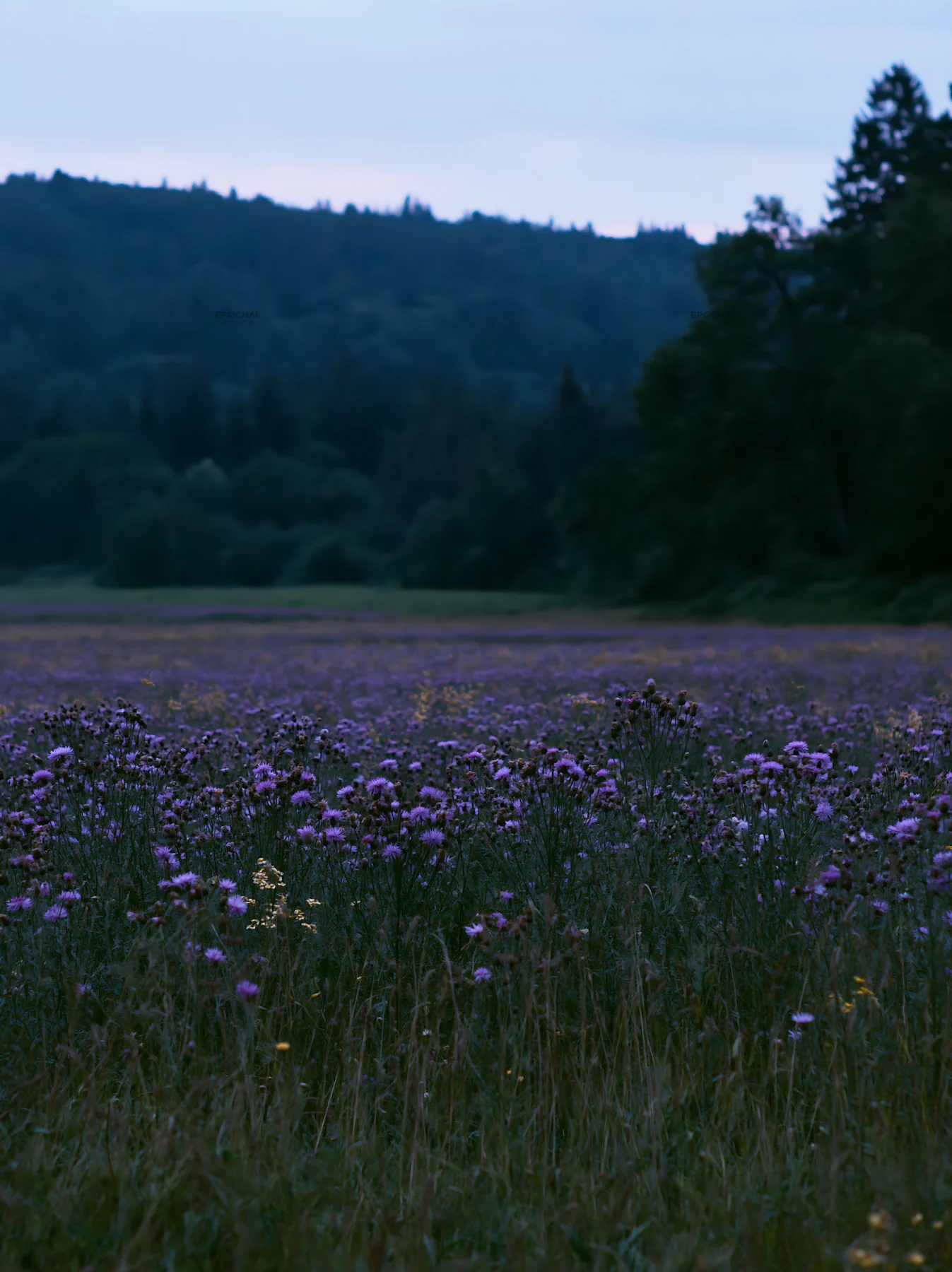 Violet knapweed meadow at dusk in a lush landscape - AI-generated stock image