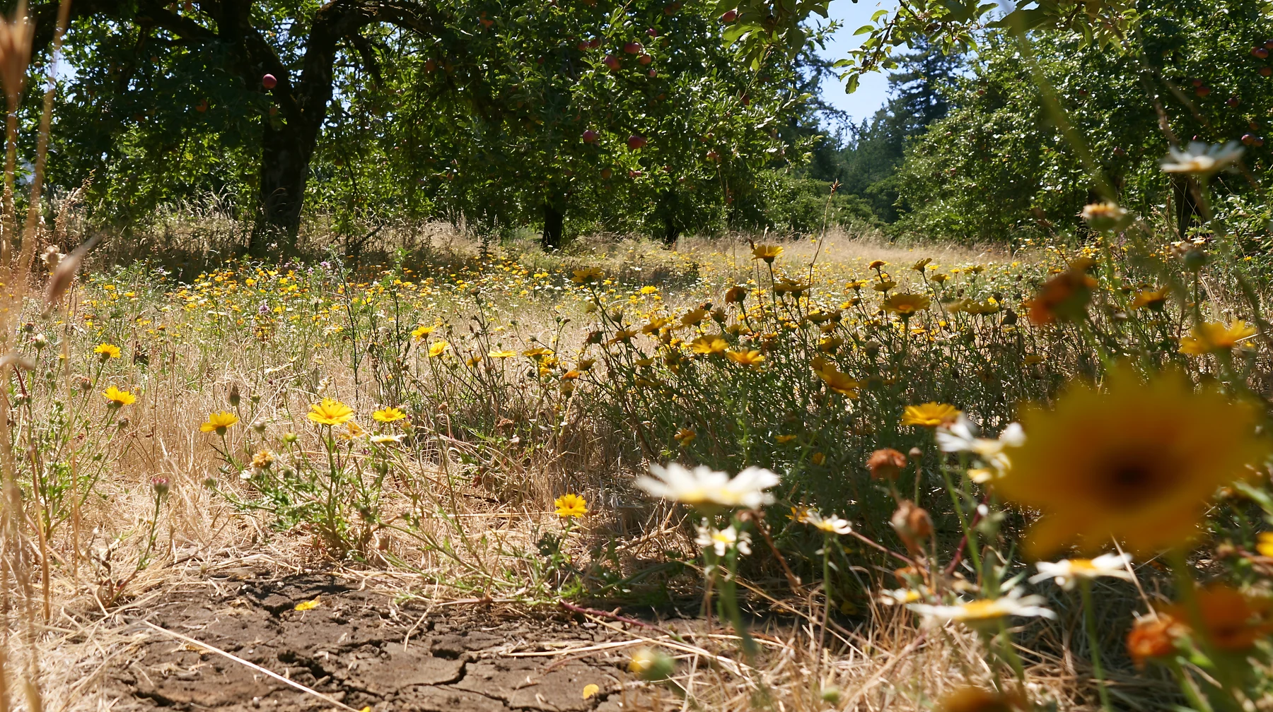 Highland apple meadow with wildflowers in a sunny setting - AI-generated stock image