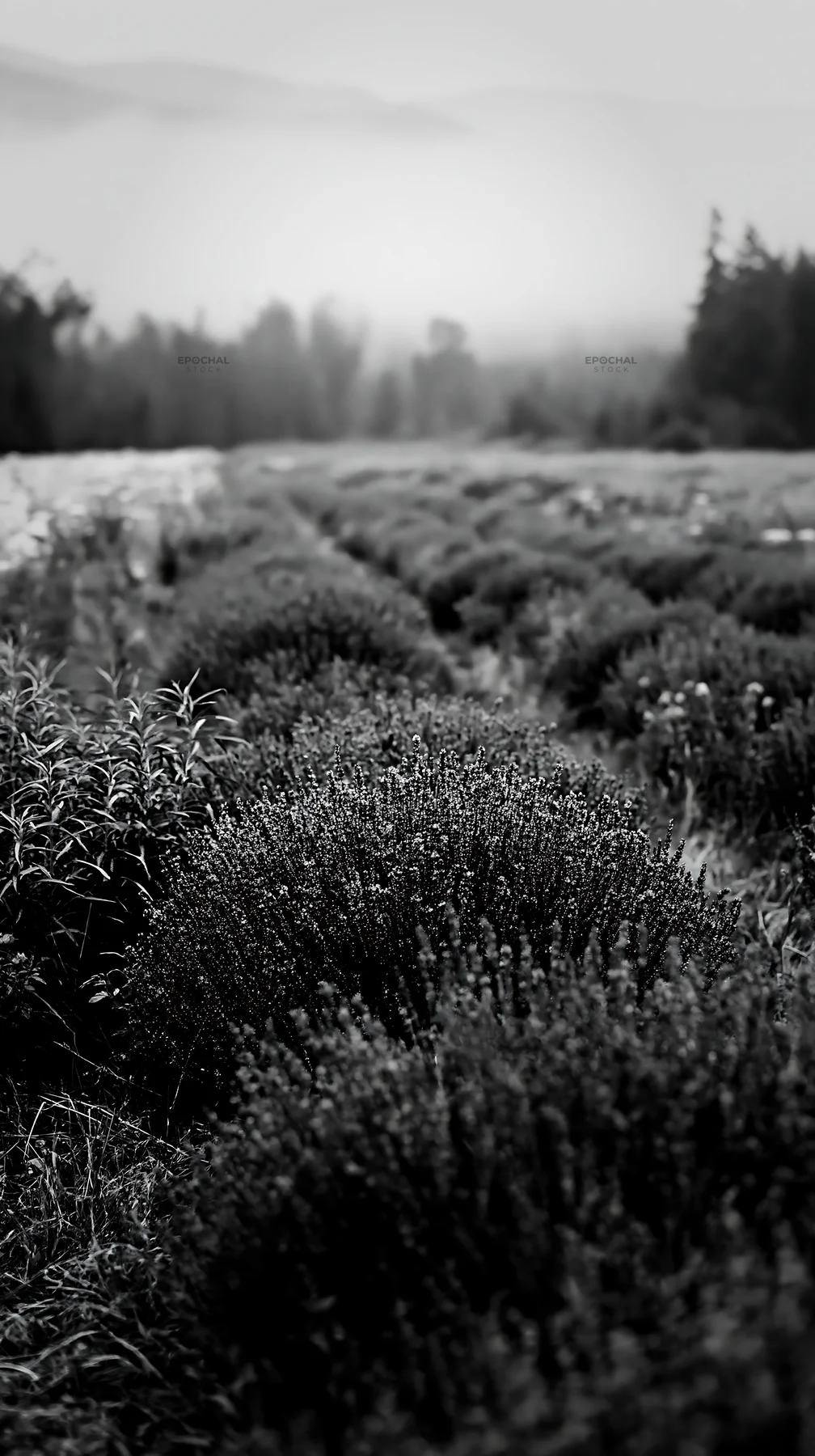 Colorful lavender meadow in black and white - AI-generated stock image