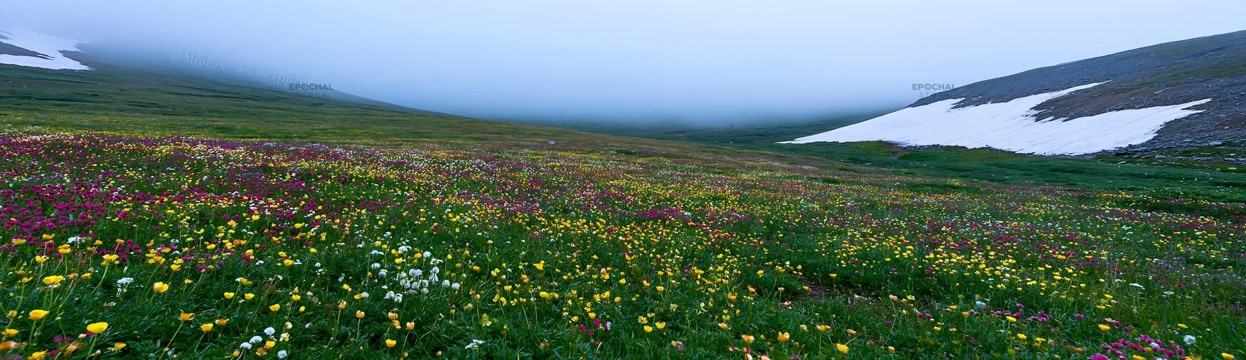 Colorful buttercup meadow with fog and snow on the mountains - AI-generated stock image