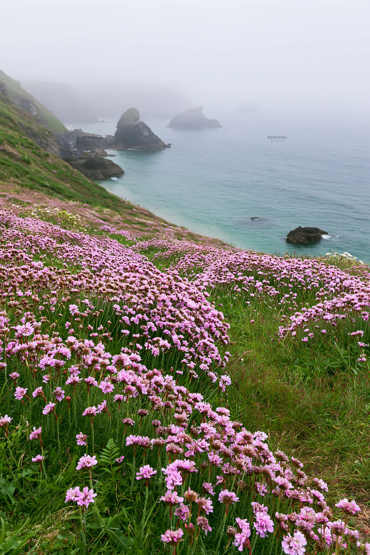 Pink campion meadow by the ocean under fog - AI-generated stock image