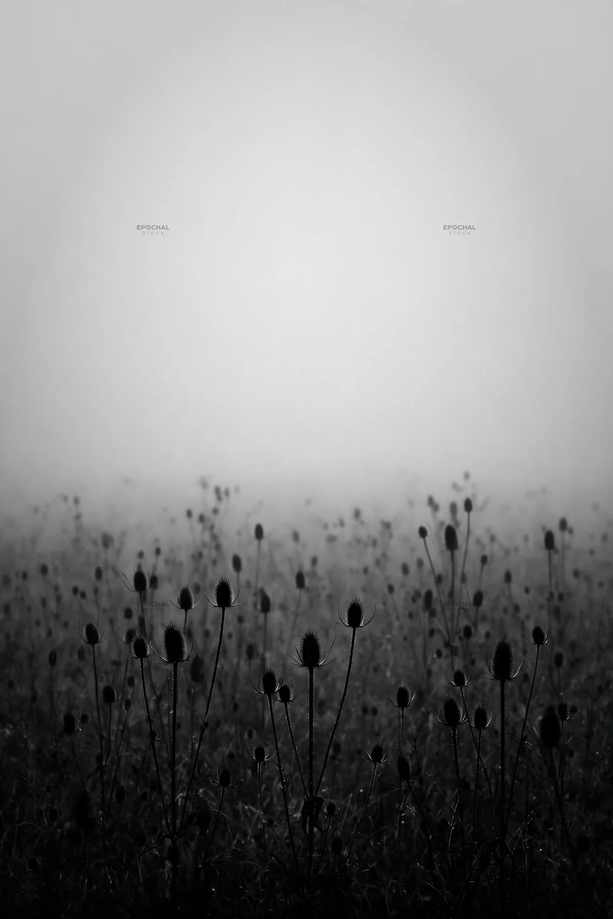 Black and white seedhead meadow with mist and fog in a quiet setting - AI-generated stock image