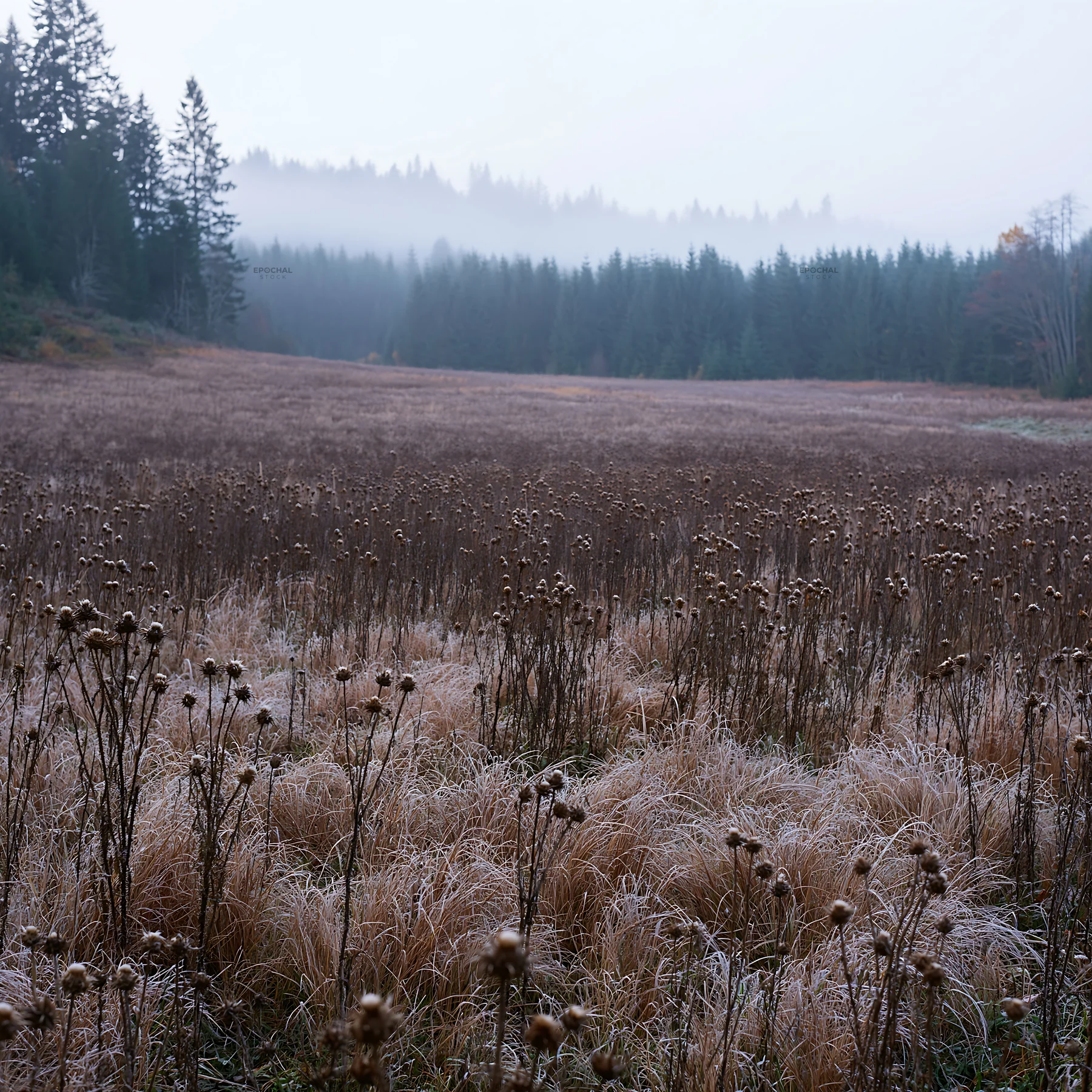 Foggy autumn meadow with dry plants and distant trees - AI-generated stock image