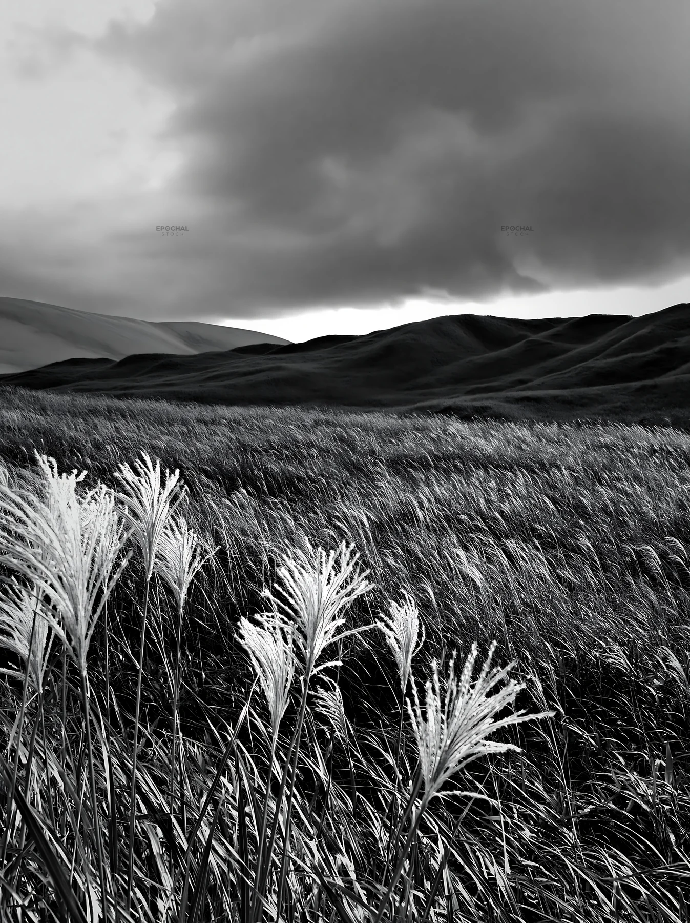 Black and white tottori windy meadow with dune grasses under a cloudy sky - AI-generated stock image