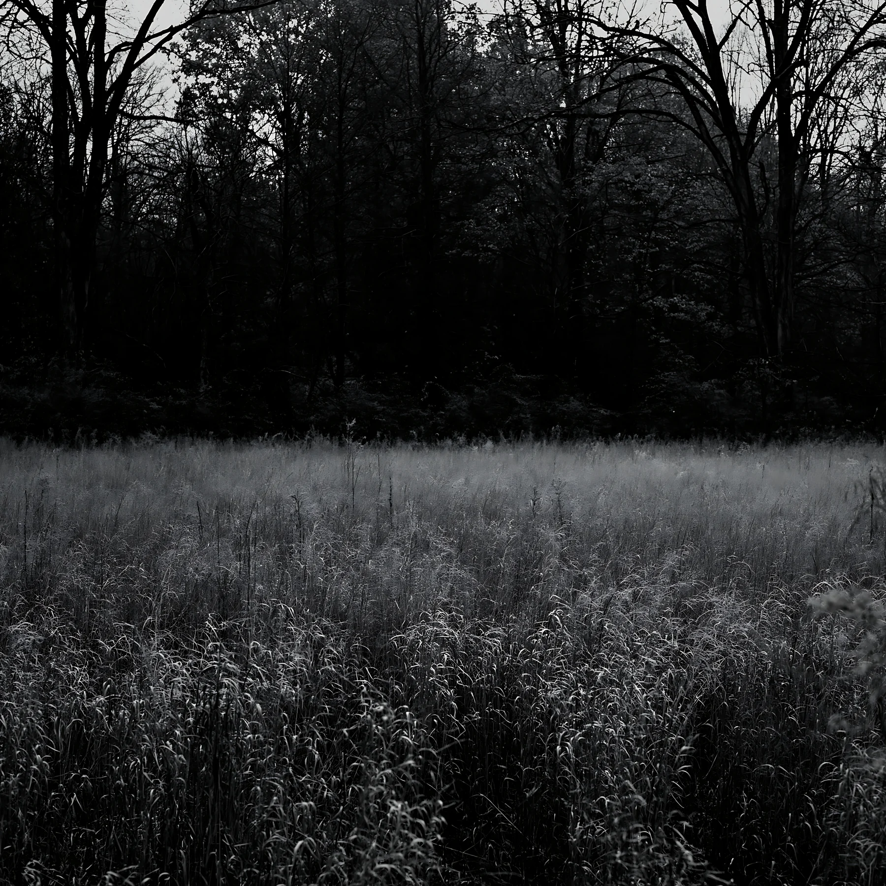 Wooded valley meadow in black and white - AI-generated stock image