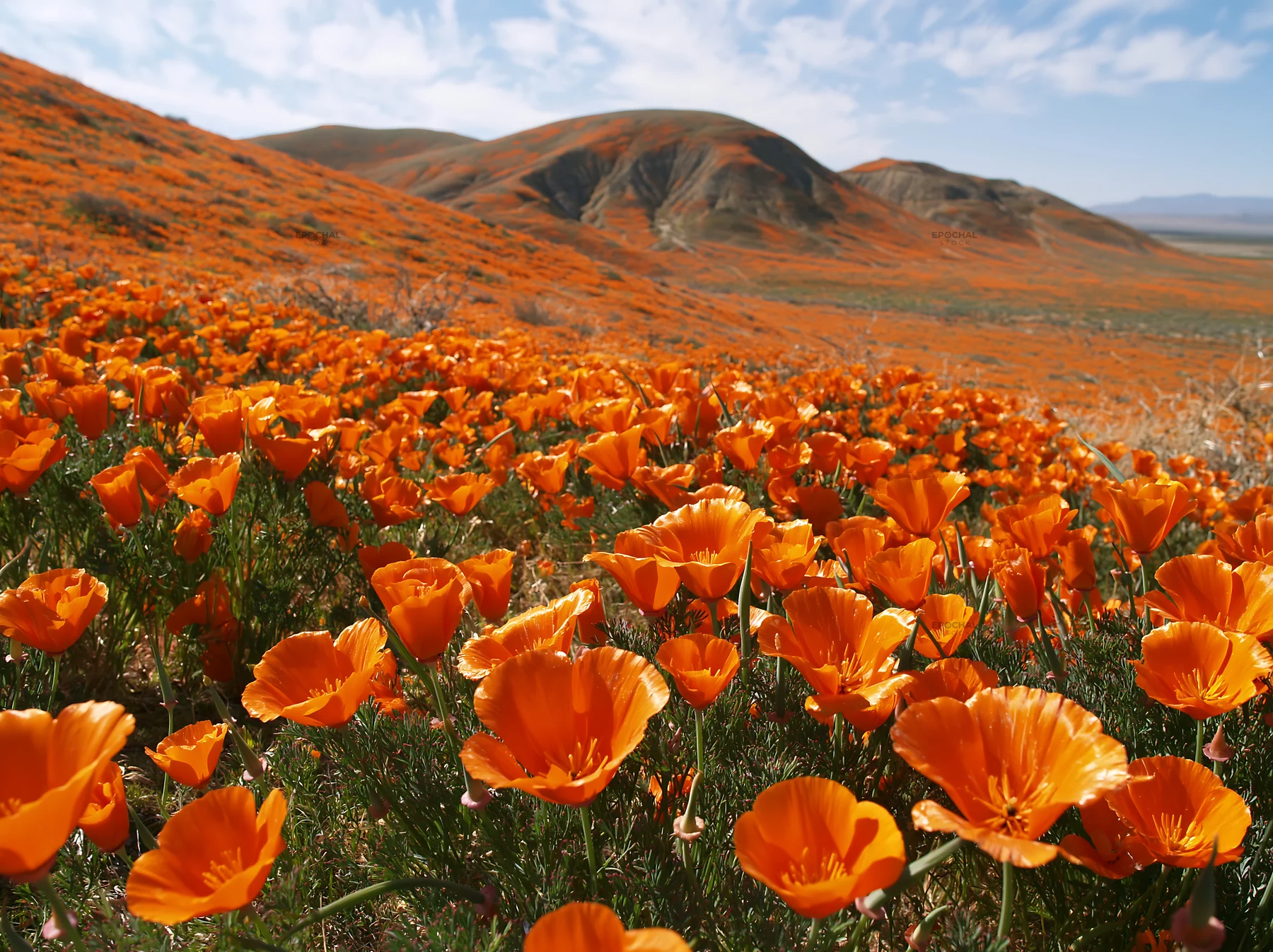 Colorful poppy meadow fills the landscape with vibrant flowers - AI-generated stock image