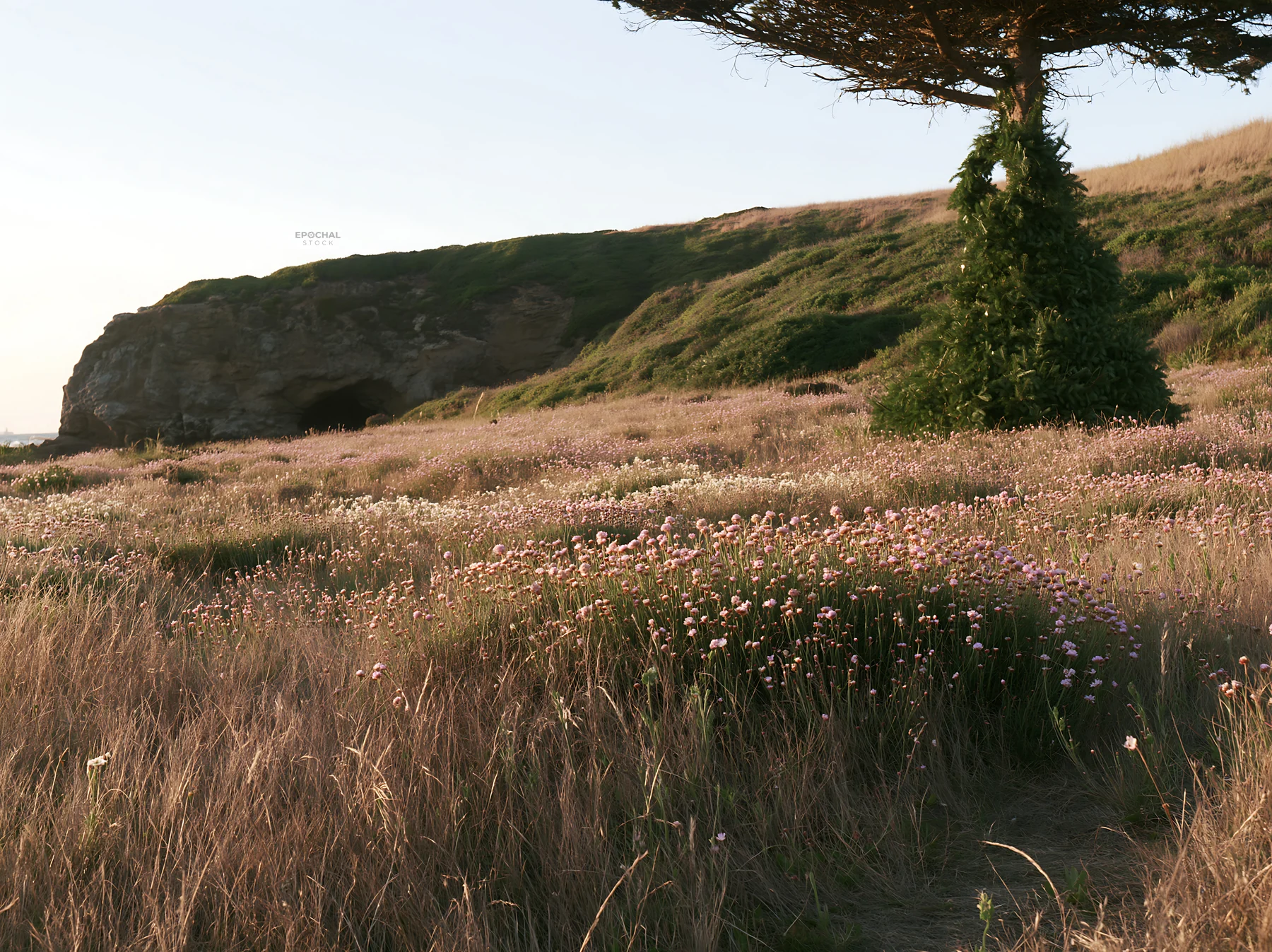 Christmas tree in meadow near cave at sunset - AI-generated stock image