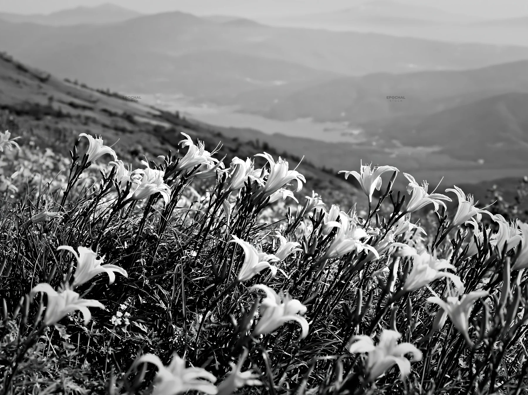 Kirigamine highland daylily meadow with mountain backdrop - AI-generated stock image