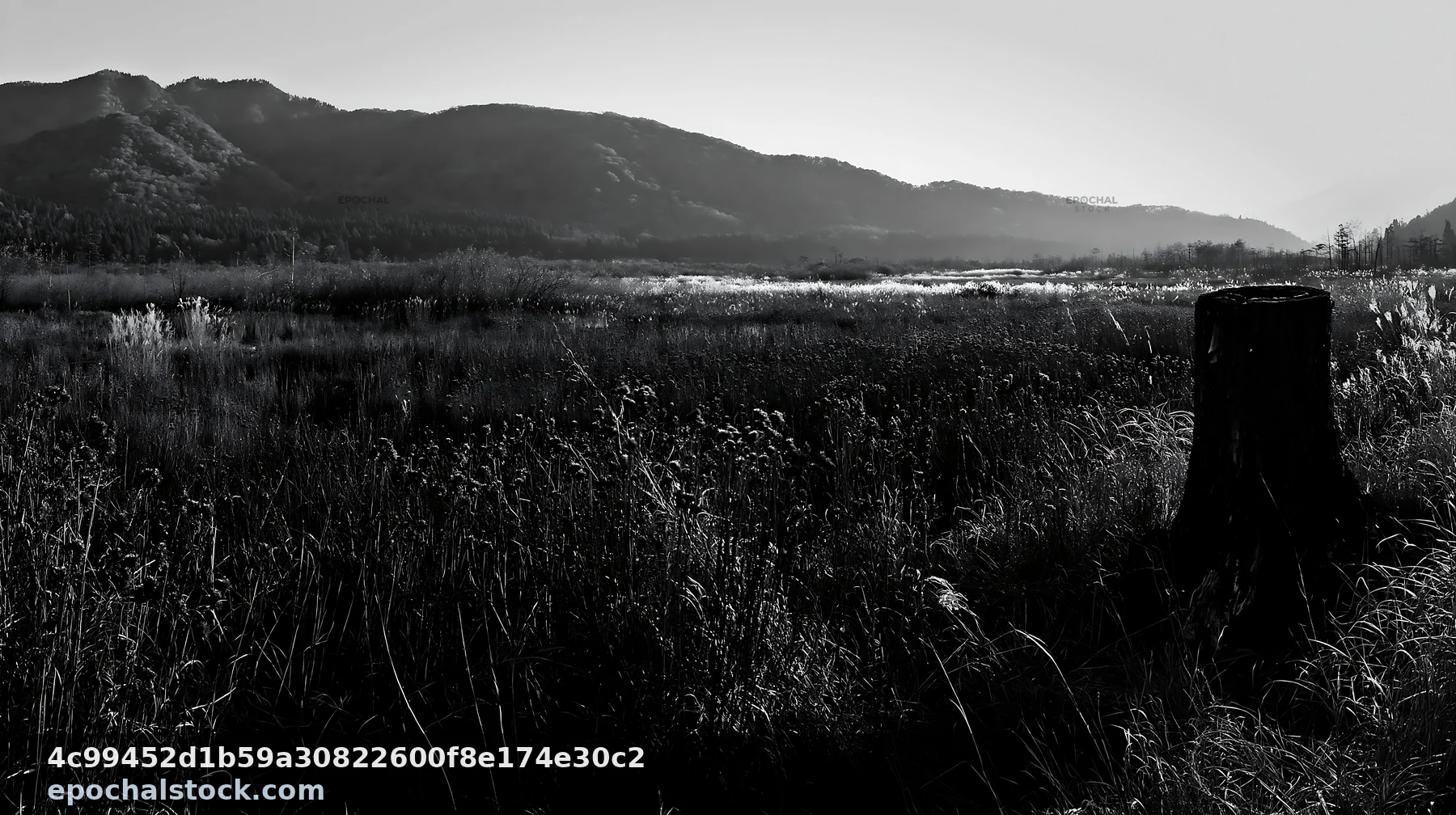 Black and white fukushima native meadow with weathered stump under afternoon light - AI-generated stock image