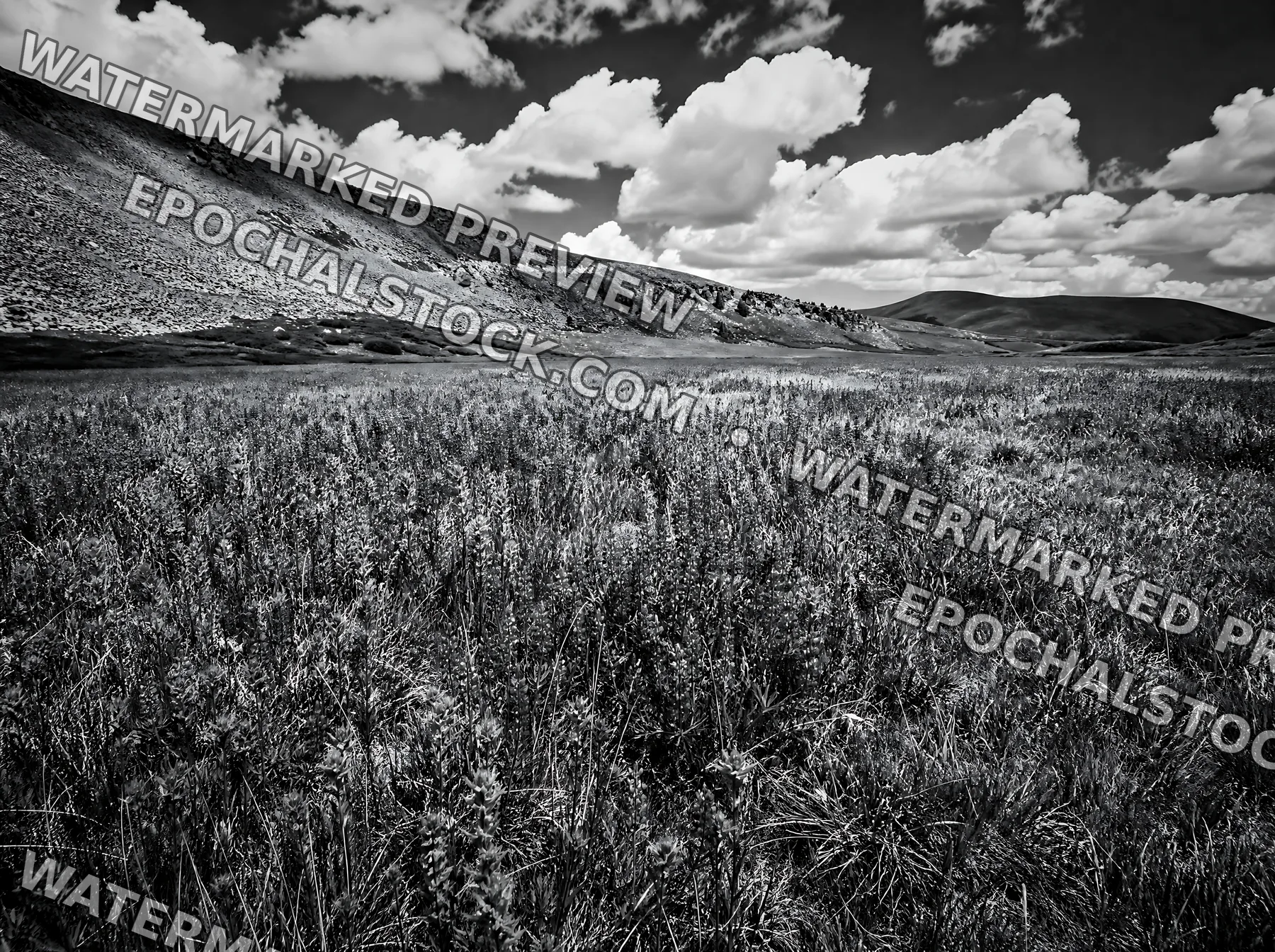 Black and white paintbrush lupine meadow in a colorful wildflower field - AI-generated stock image