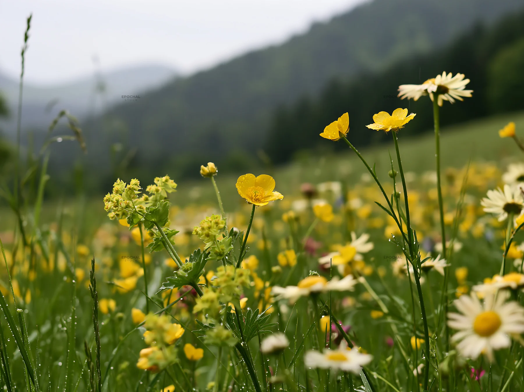 Colorful buttercup meadow filled with wildflowers - AI-generated stock image