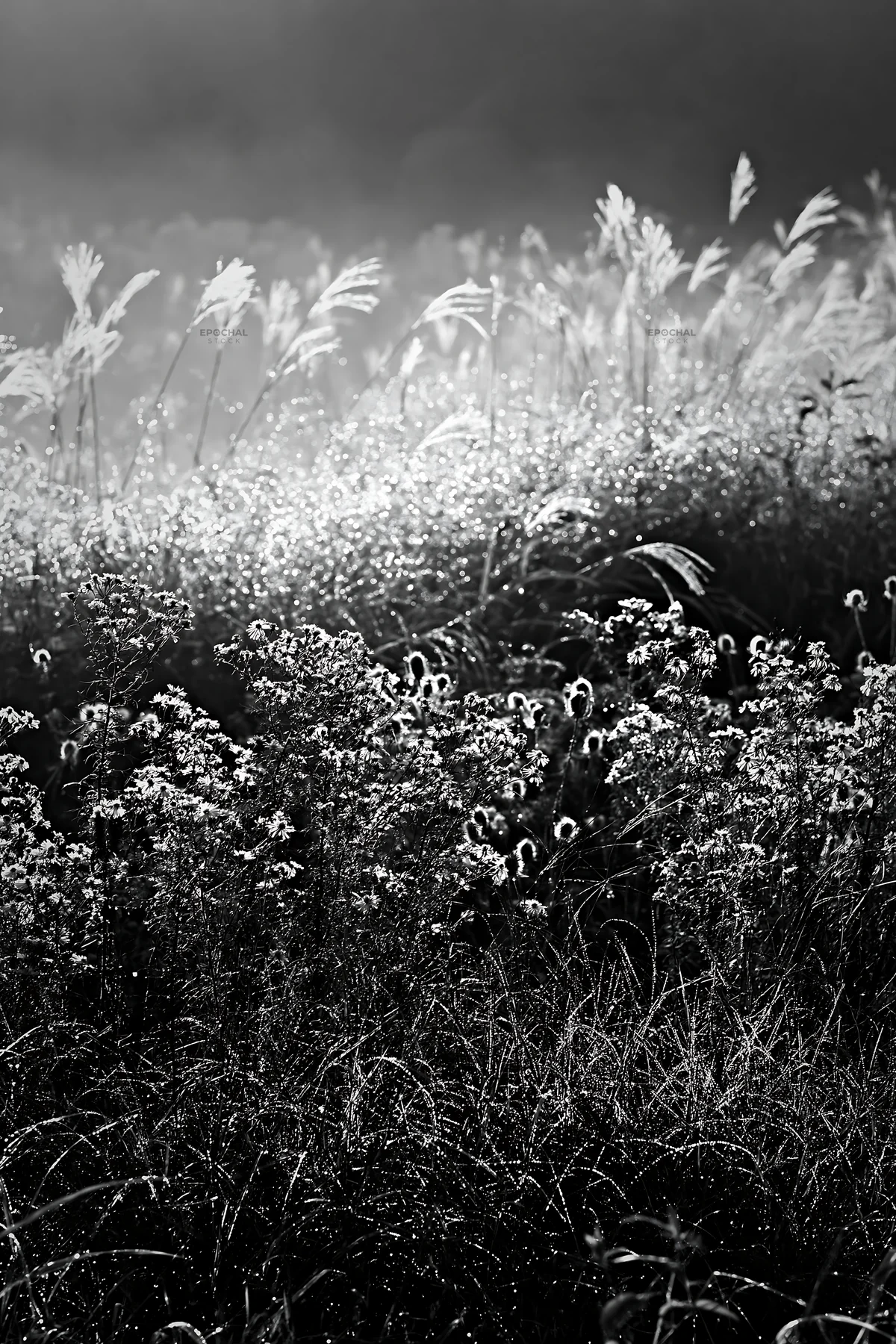 Black and white tokyo urban biodiversity meadow with seedheads in morning light - AI-generated stock image